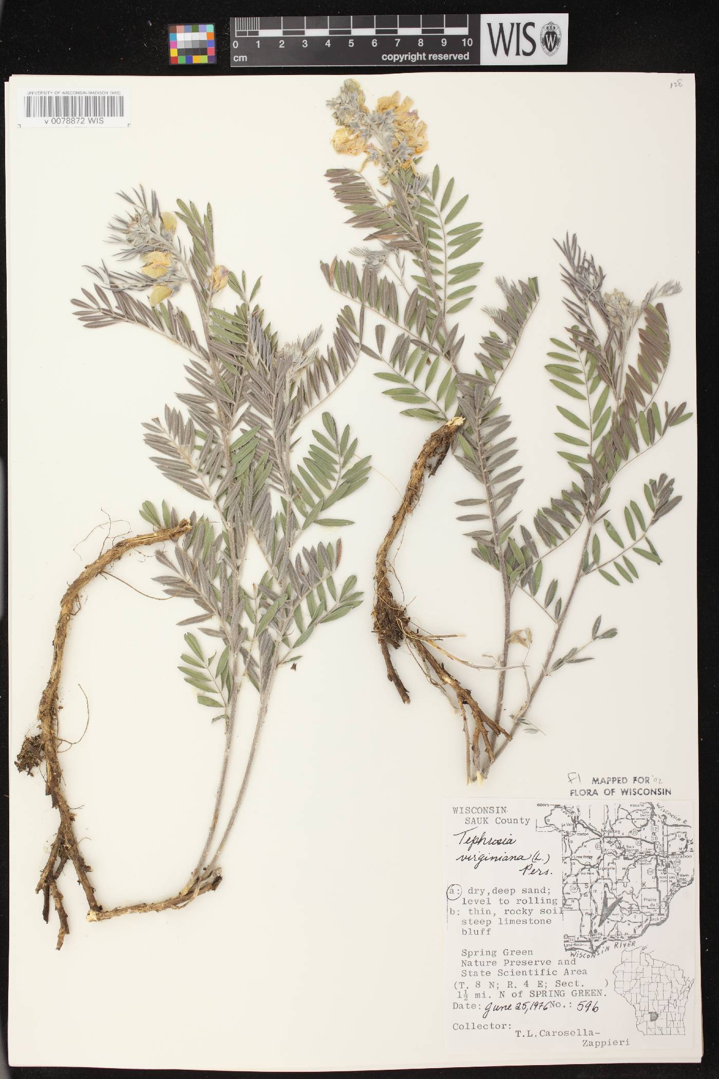 Tephrosia virginiana image