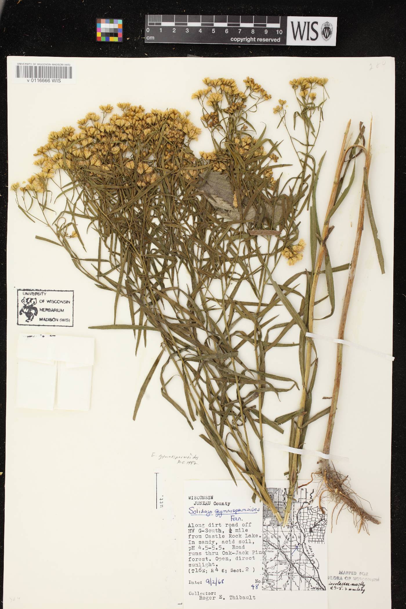 Euthamia gymnospermoides image