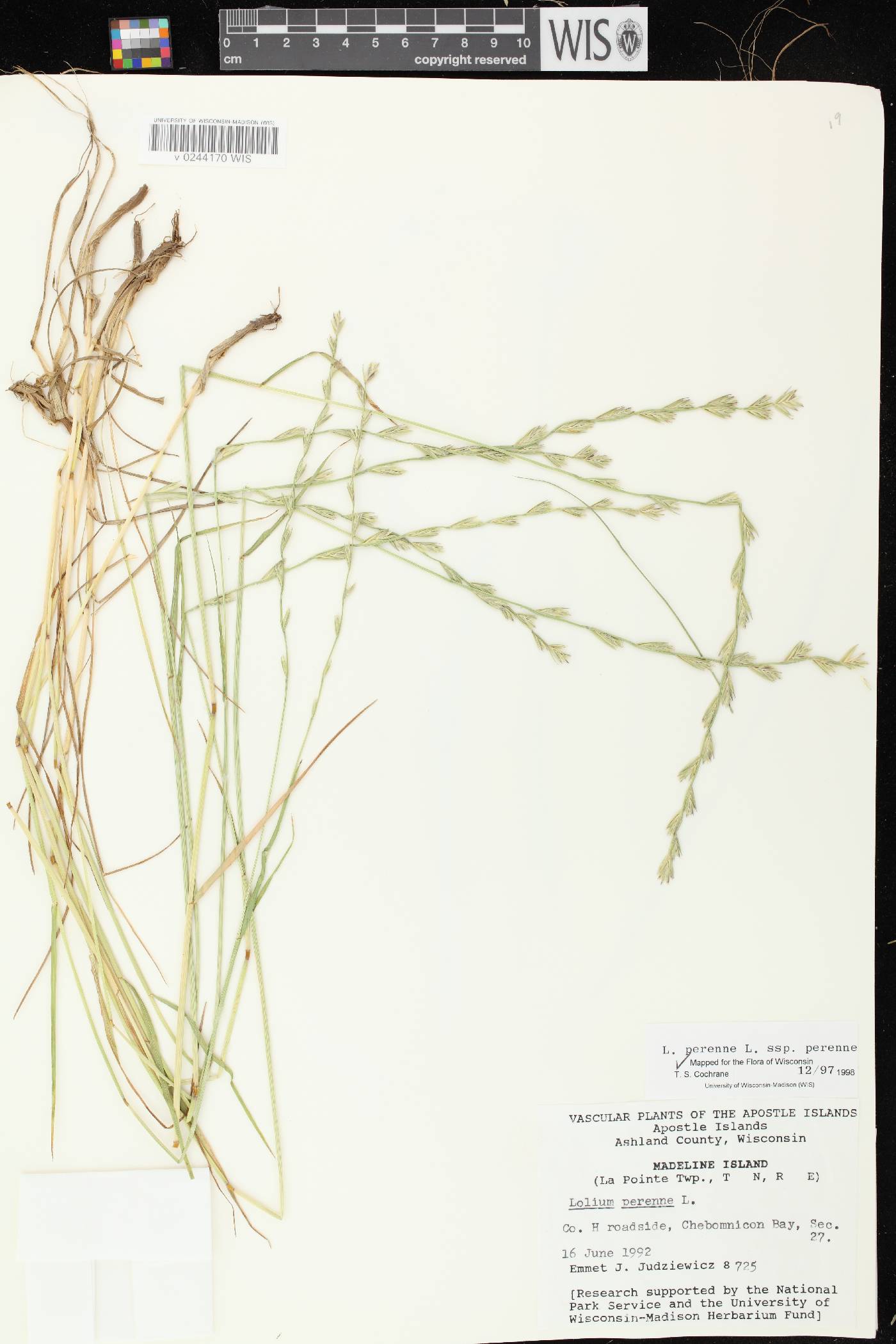 Lolium perenne subsp. perenne image