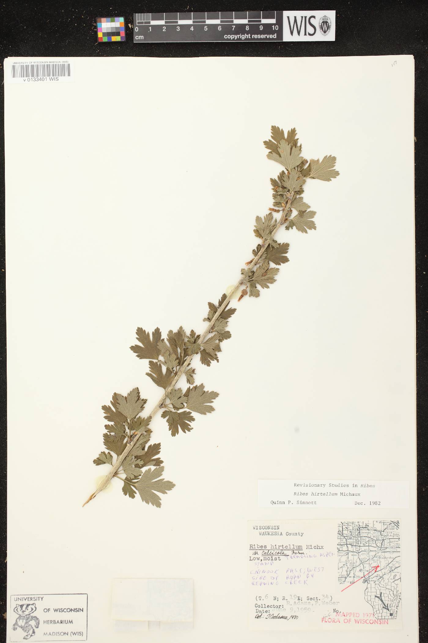 Ribes hirtellum image