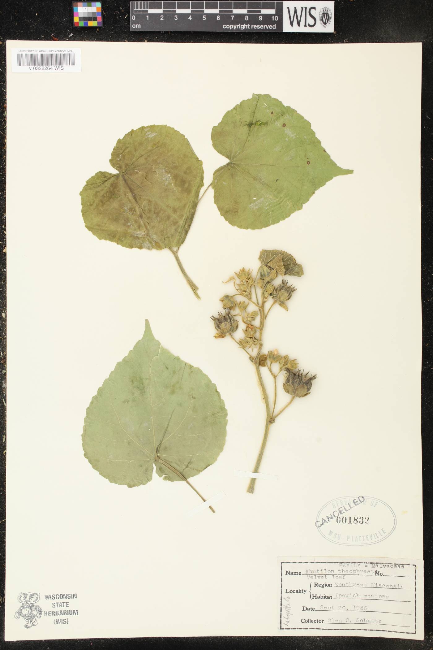 Abutilon theophrasti image