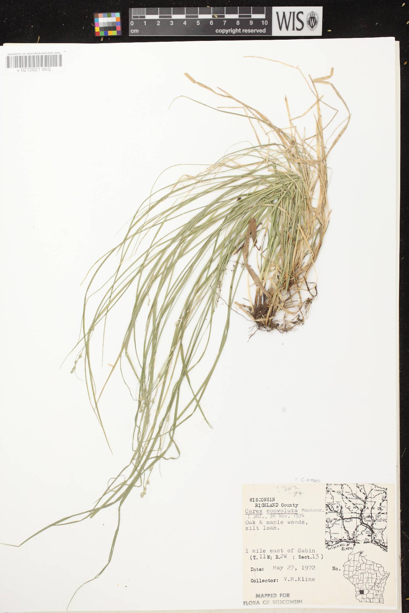 Carex rosea image