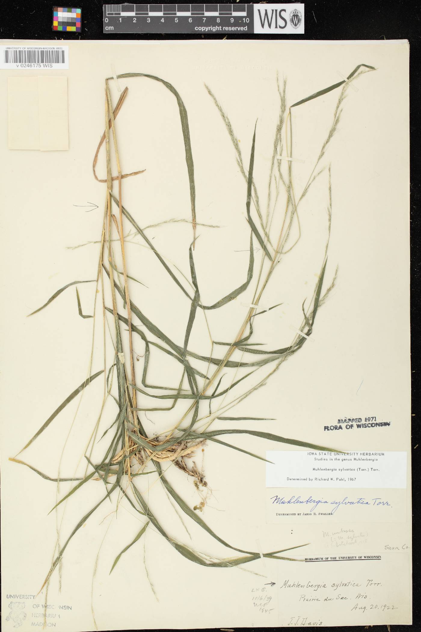 Muhlenbergia sylvatica image