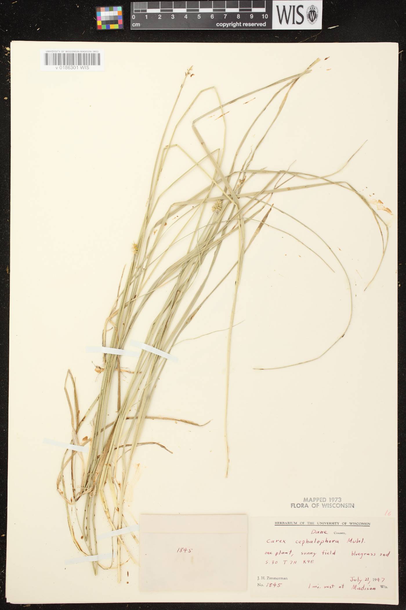 Carex cephalophora image