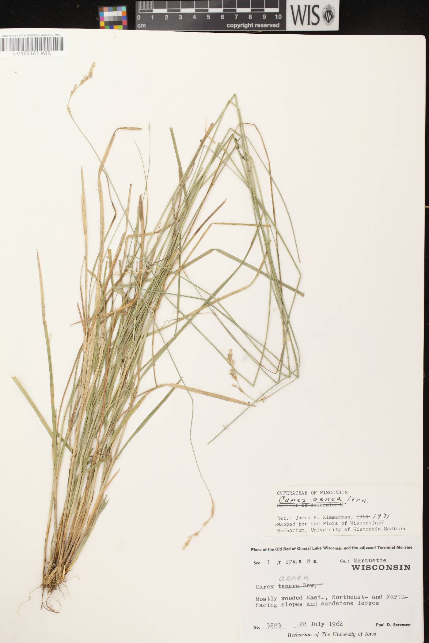 Carex foenea image