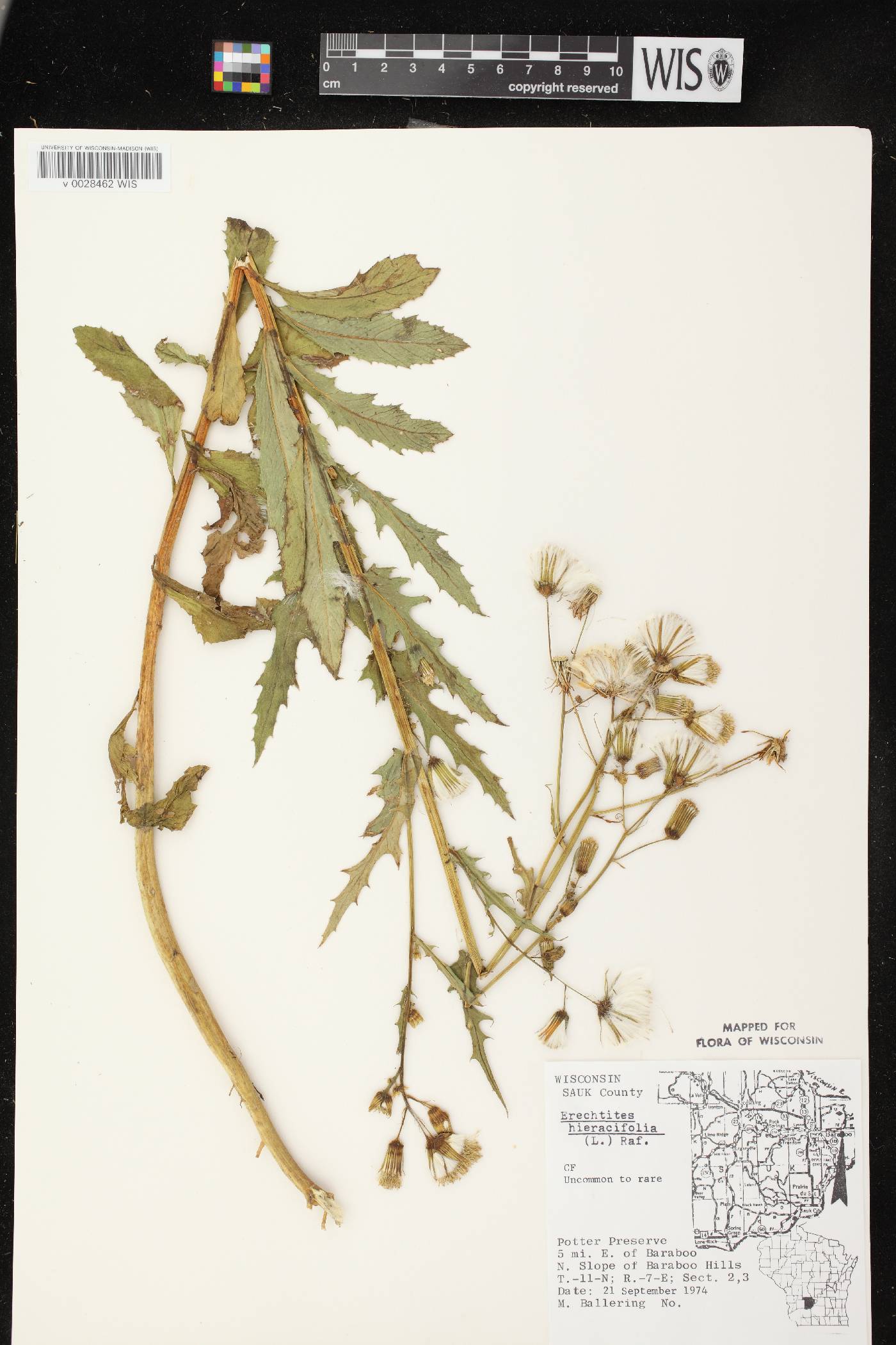 Erechtites hieracifolius image