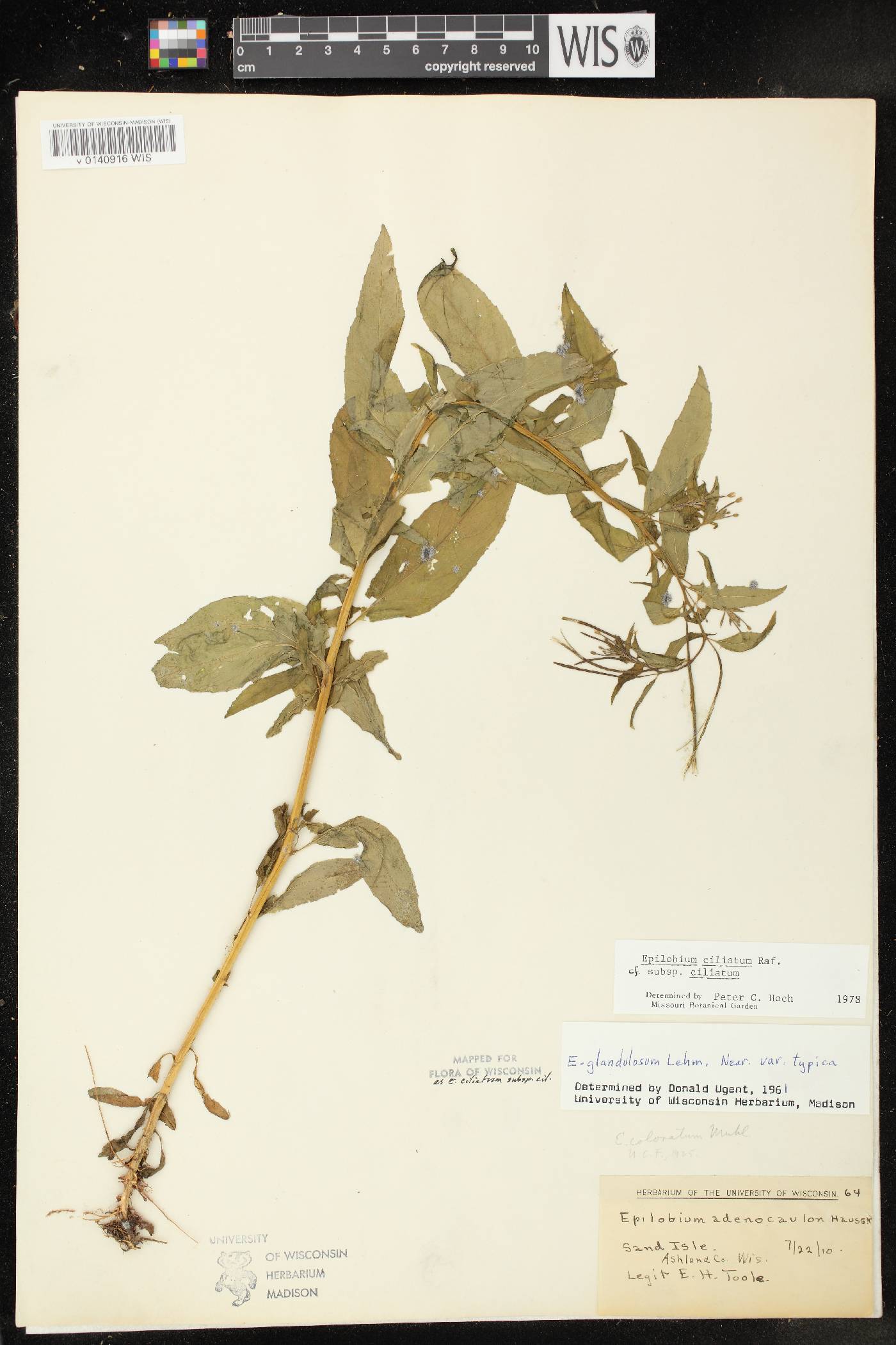 Epilobium ciliatum subsp. ciliatum image