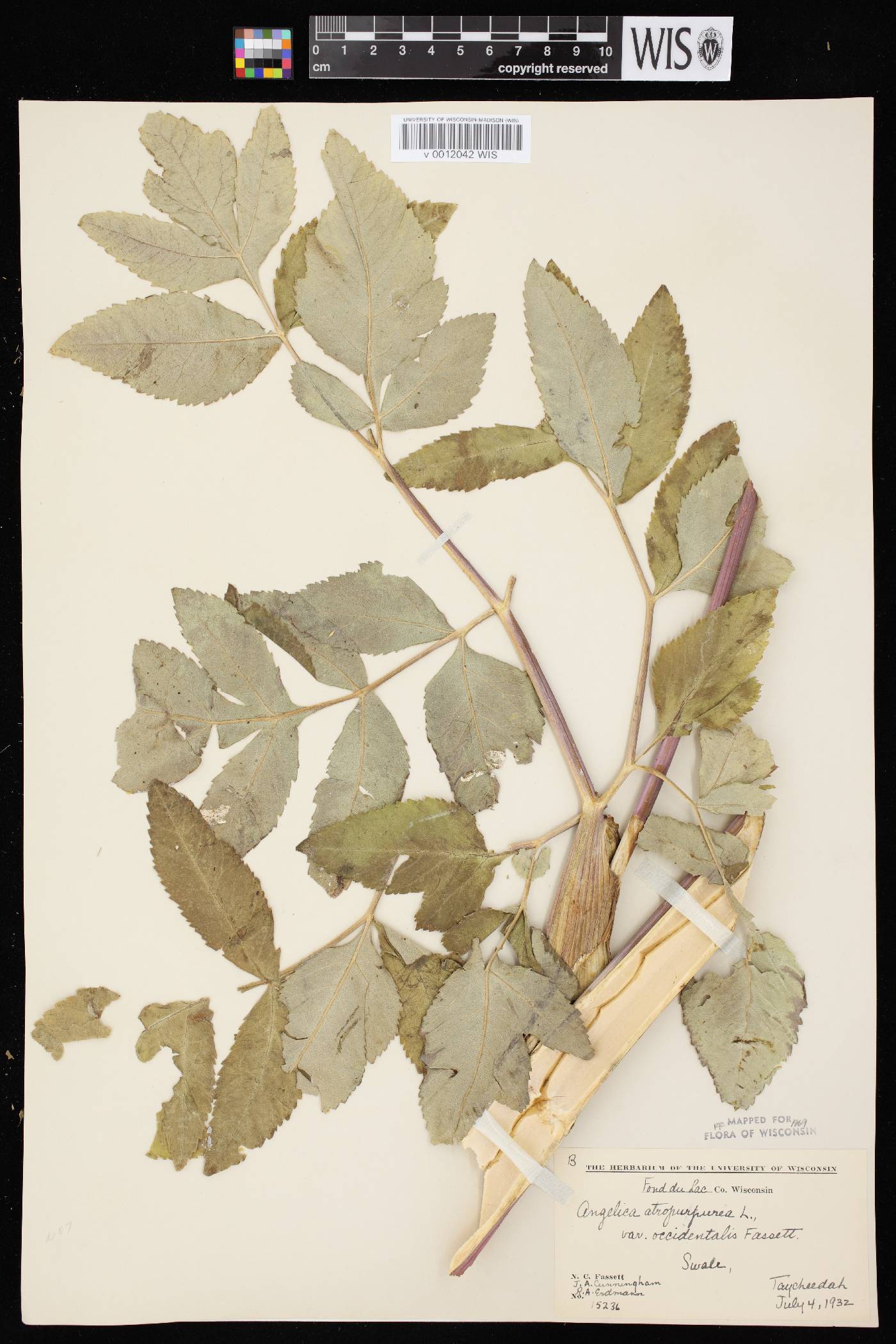 Angelica atropurpurea var. occidentalis image