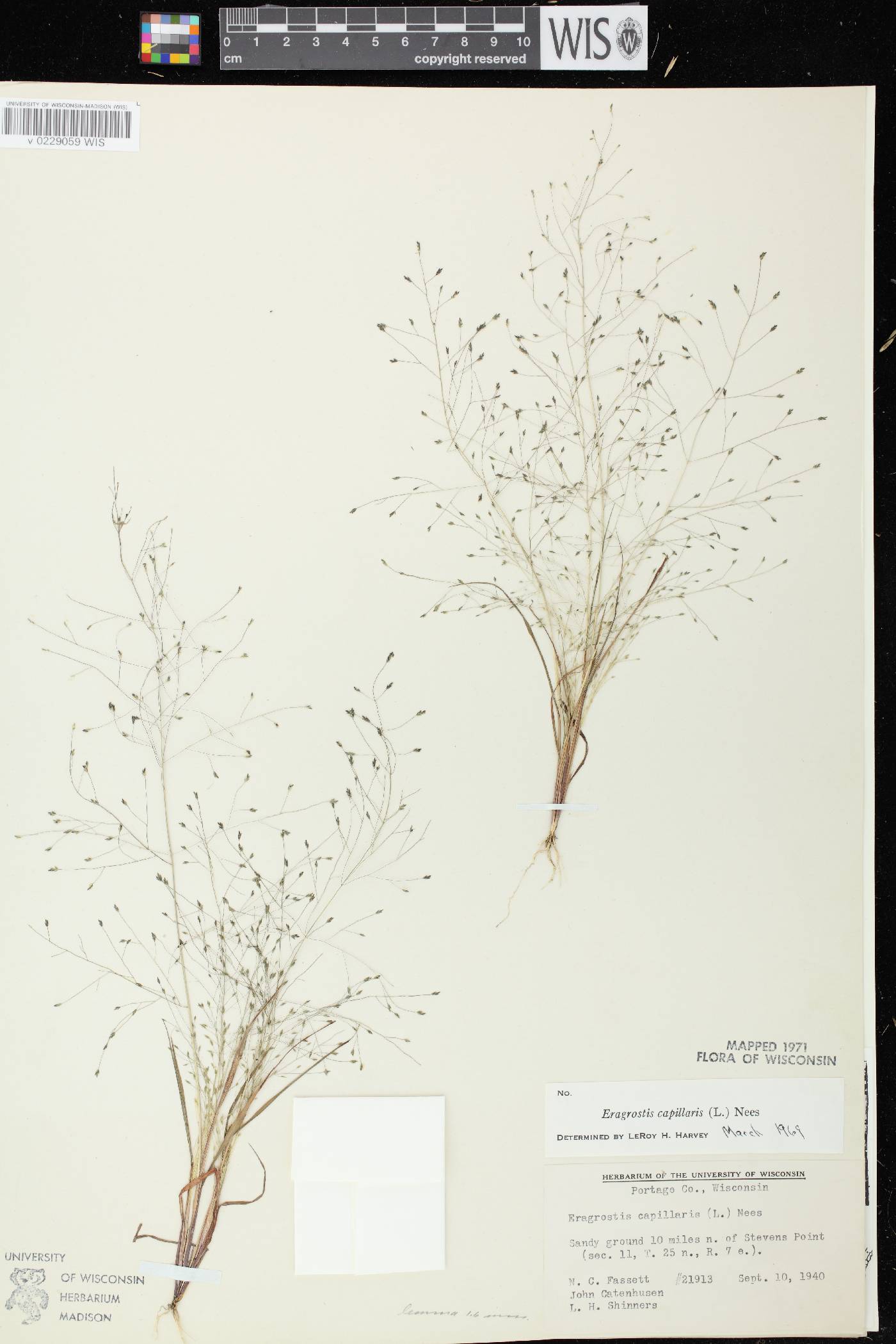 Eragrostis capillaris image