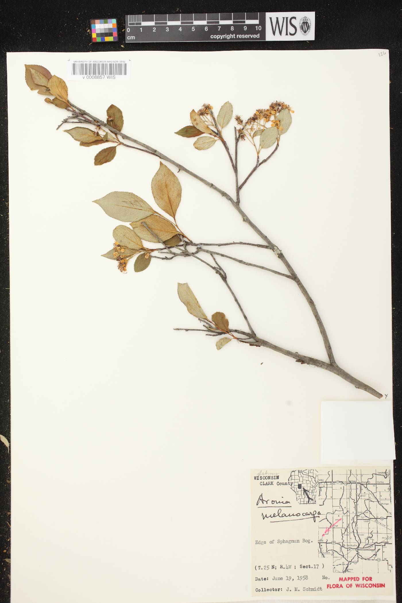 Aronia x prunifolia image