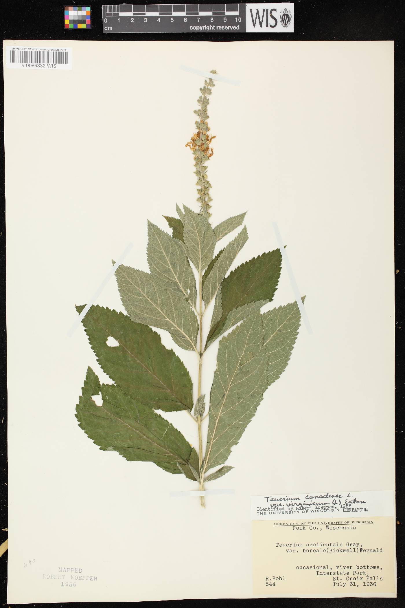 Teucrium canadense var. virginicum image