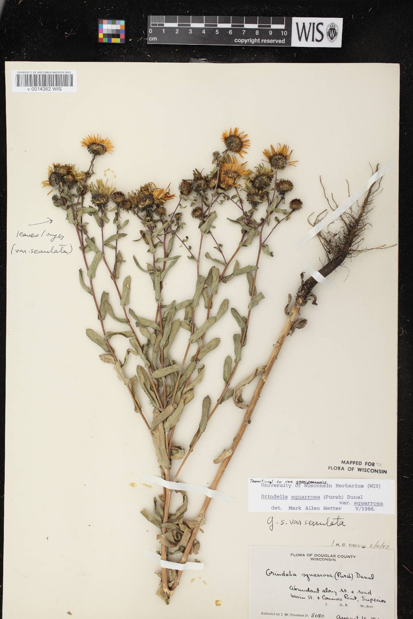 Grindelia squarrosa image