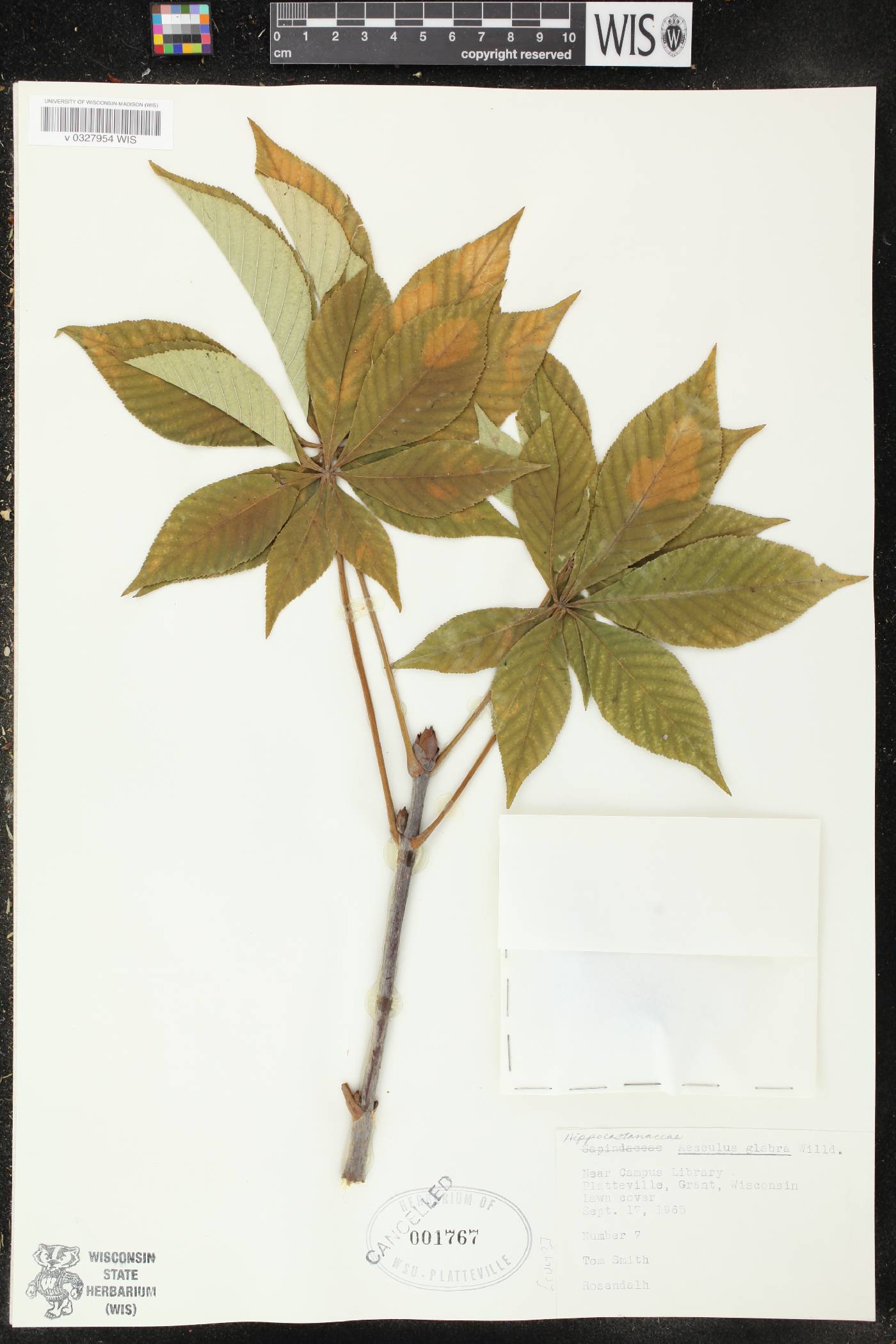 Aesculus glabra image