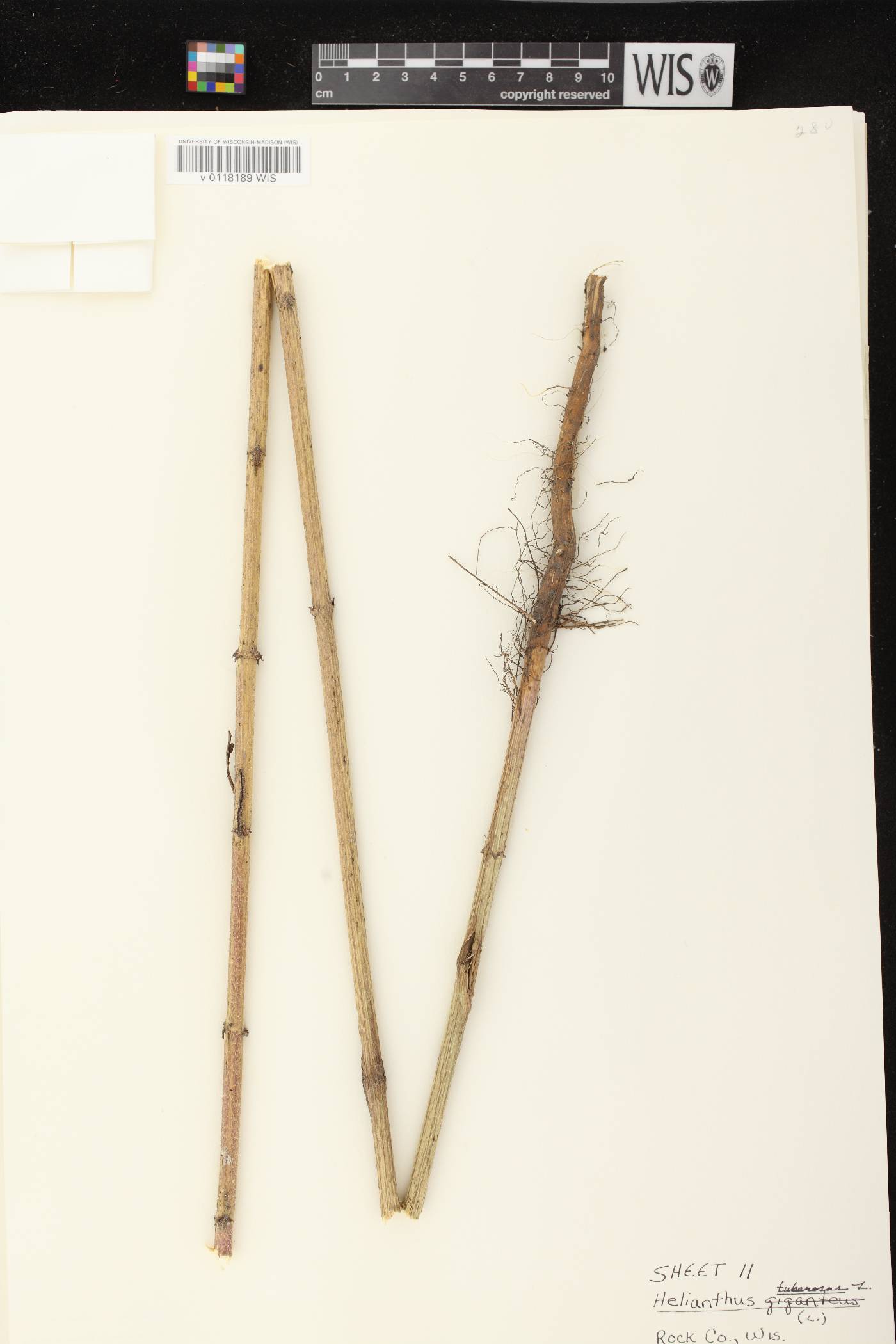 Helianthus tuberosus image