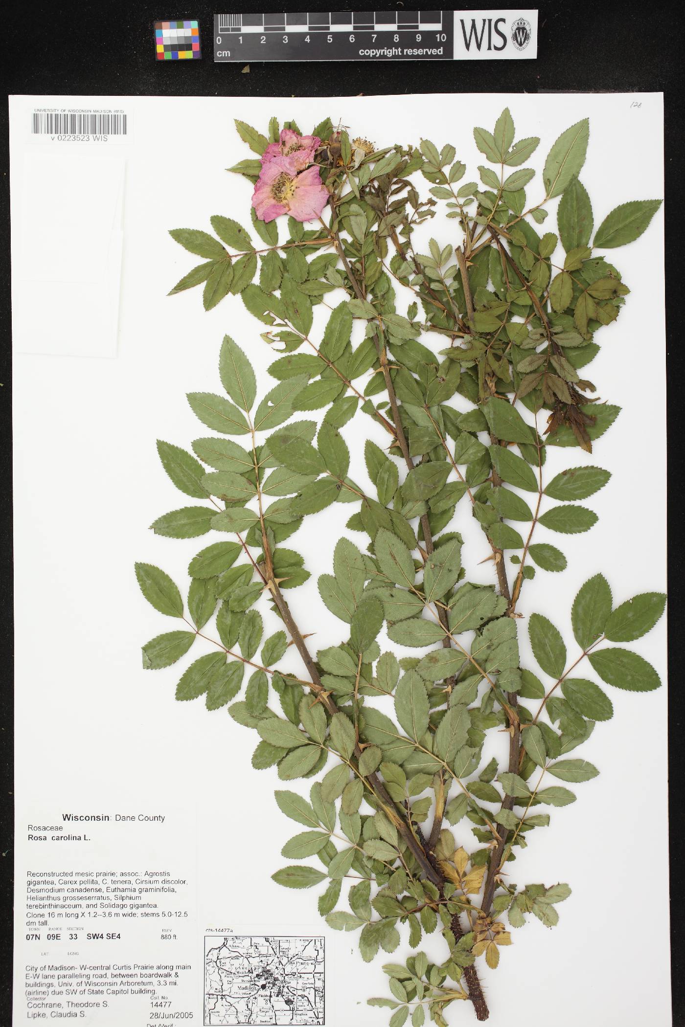 Rosa carolina image