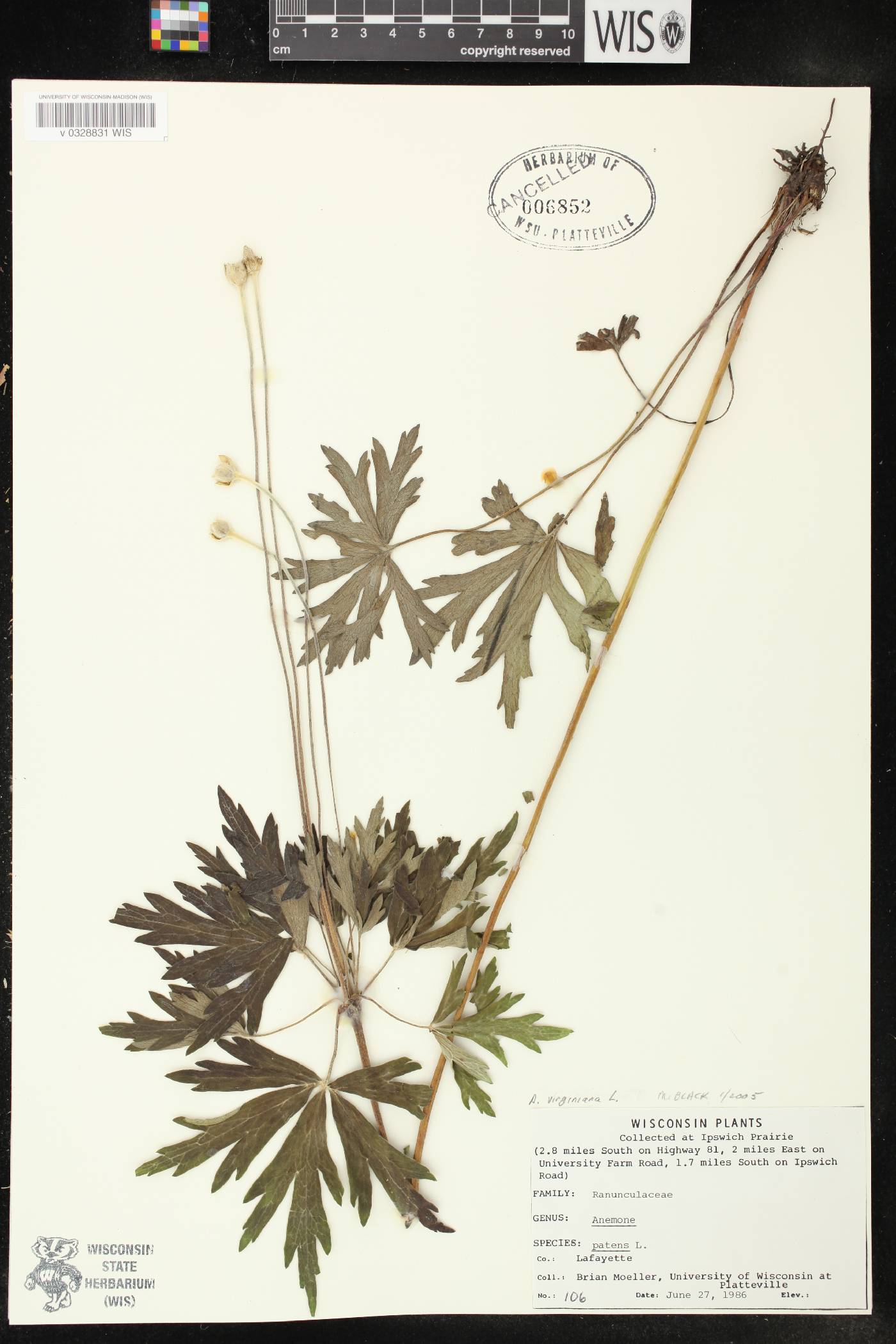 Anemone virginiana image