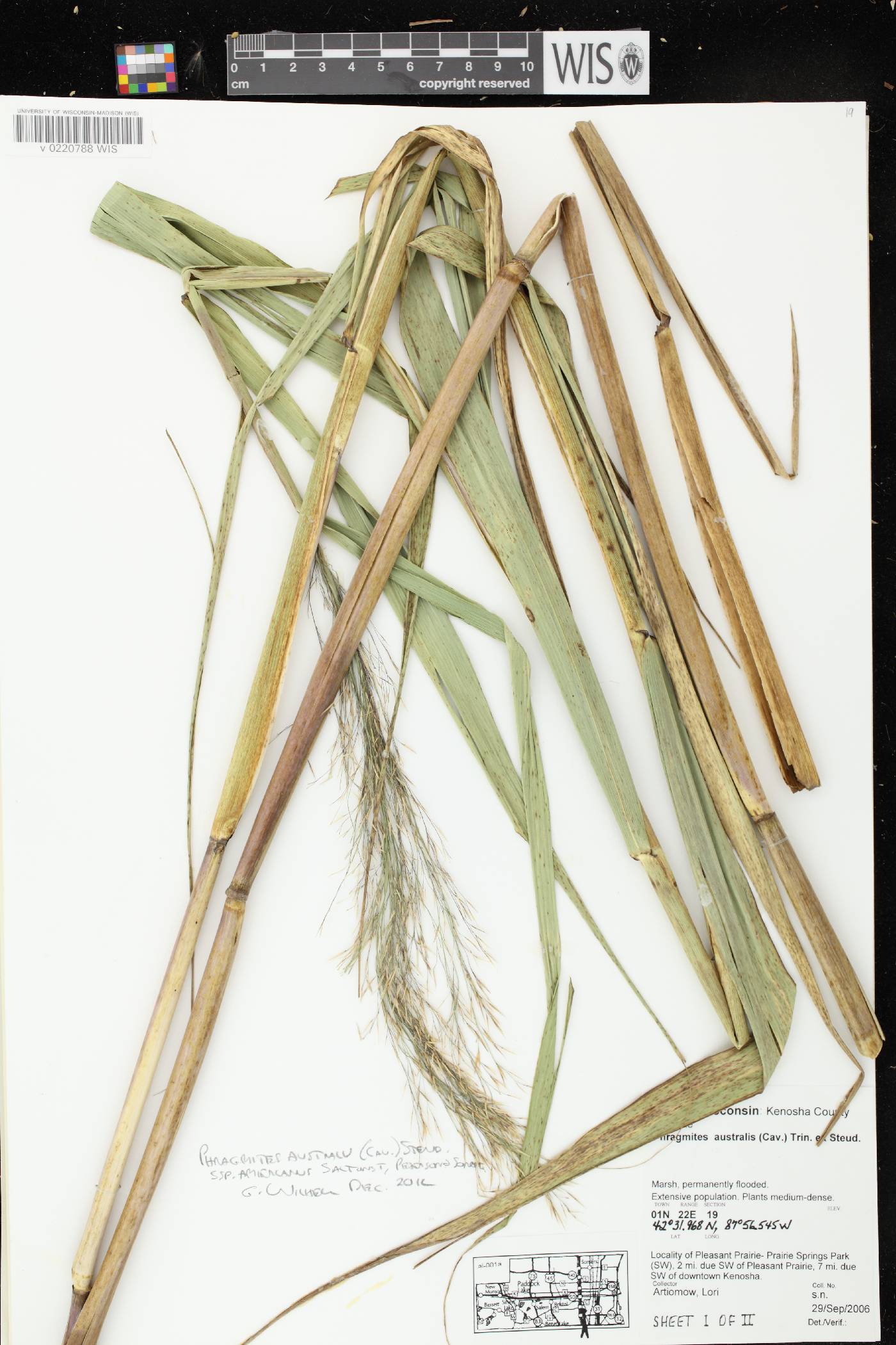 Phragmites australis image