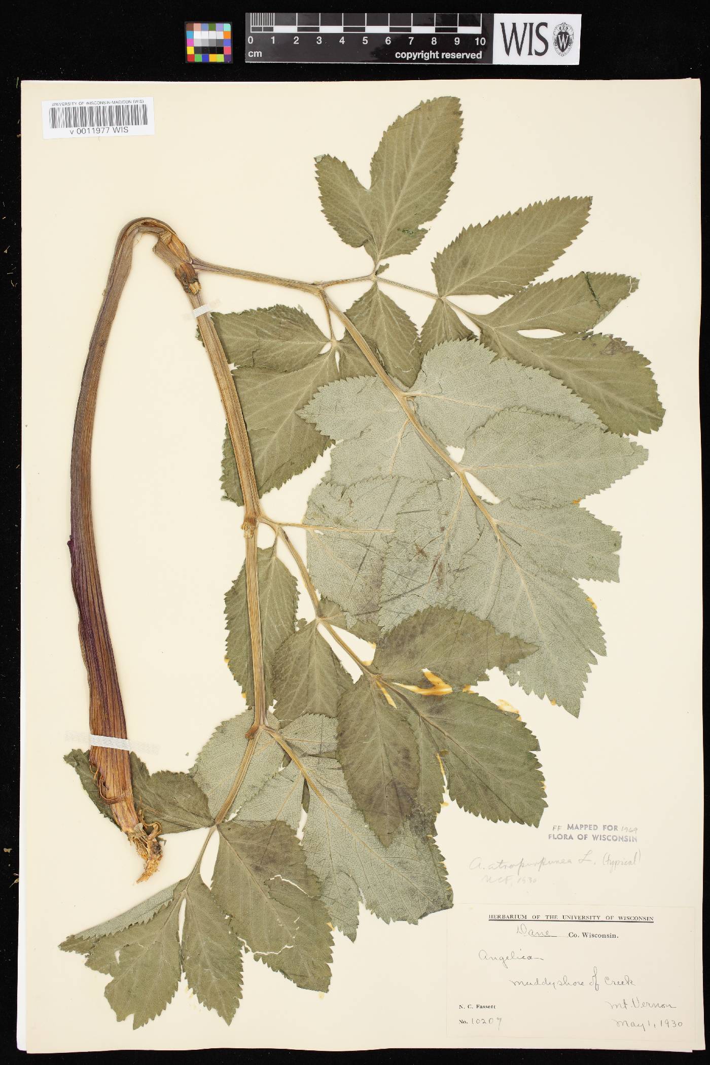 Angelica atropurpurea var. atropurpurea image