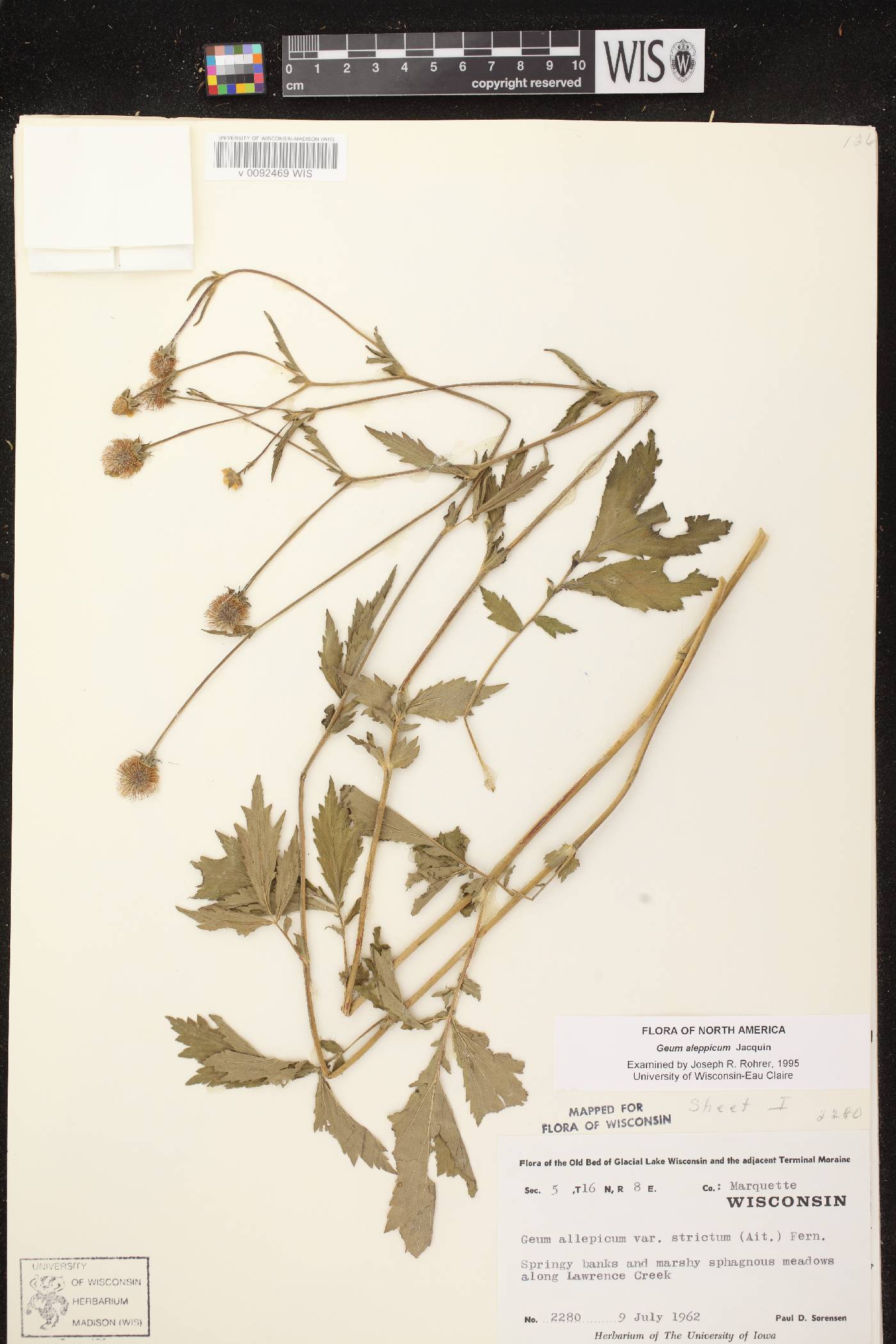 Geum aleppicum image
