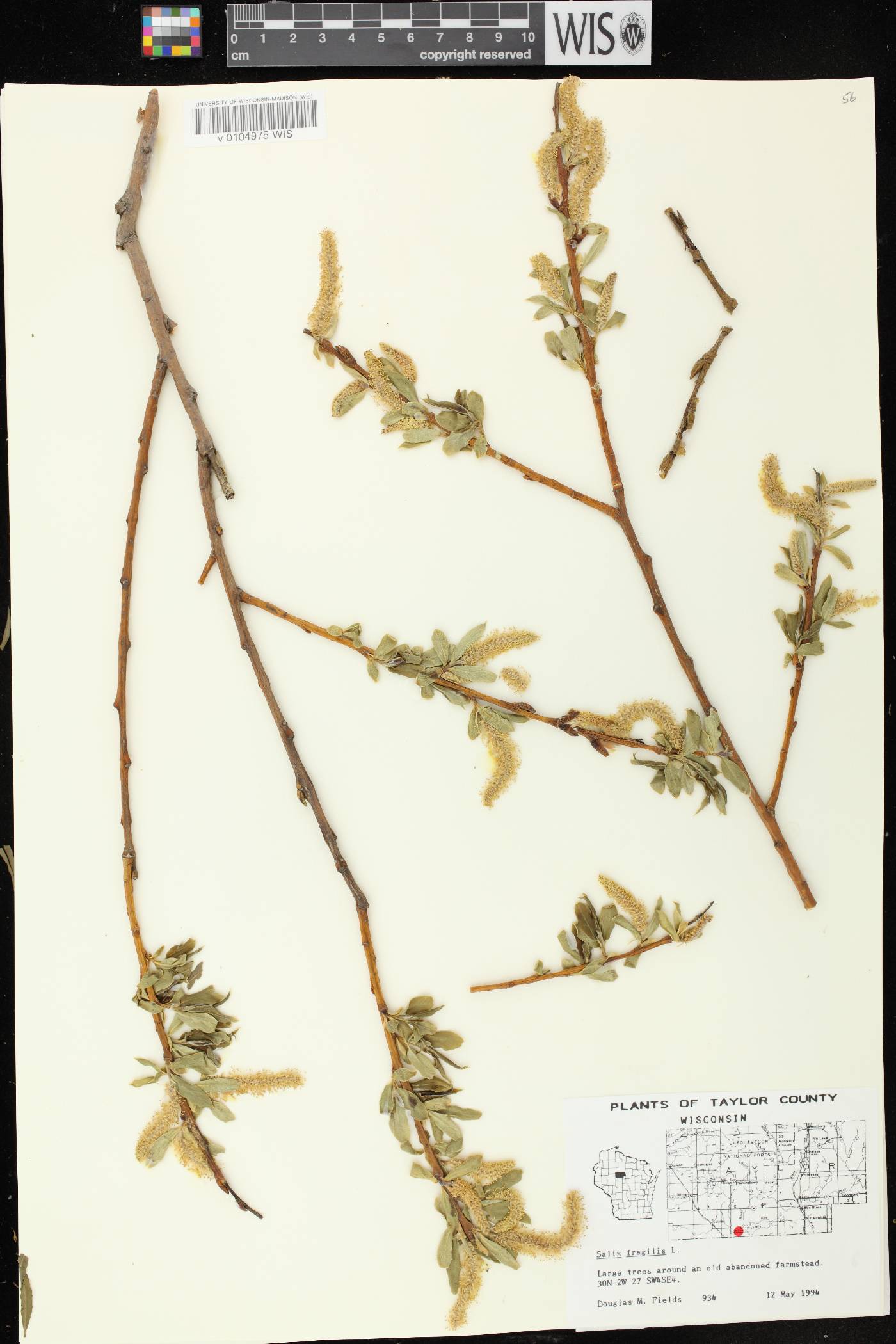 Salix x fragilis image