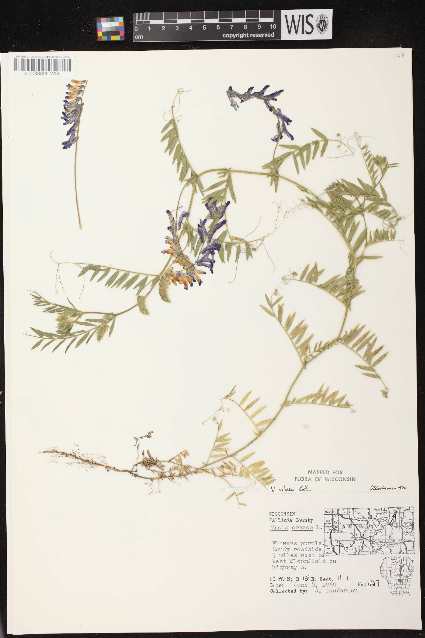 Vicia villosa image