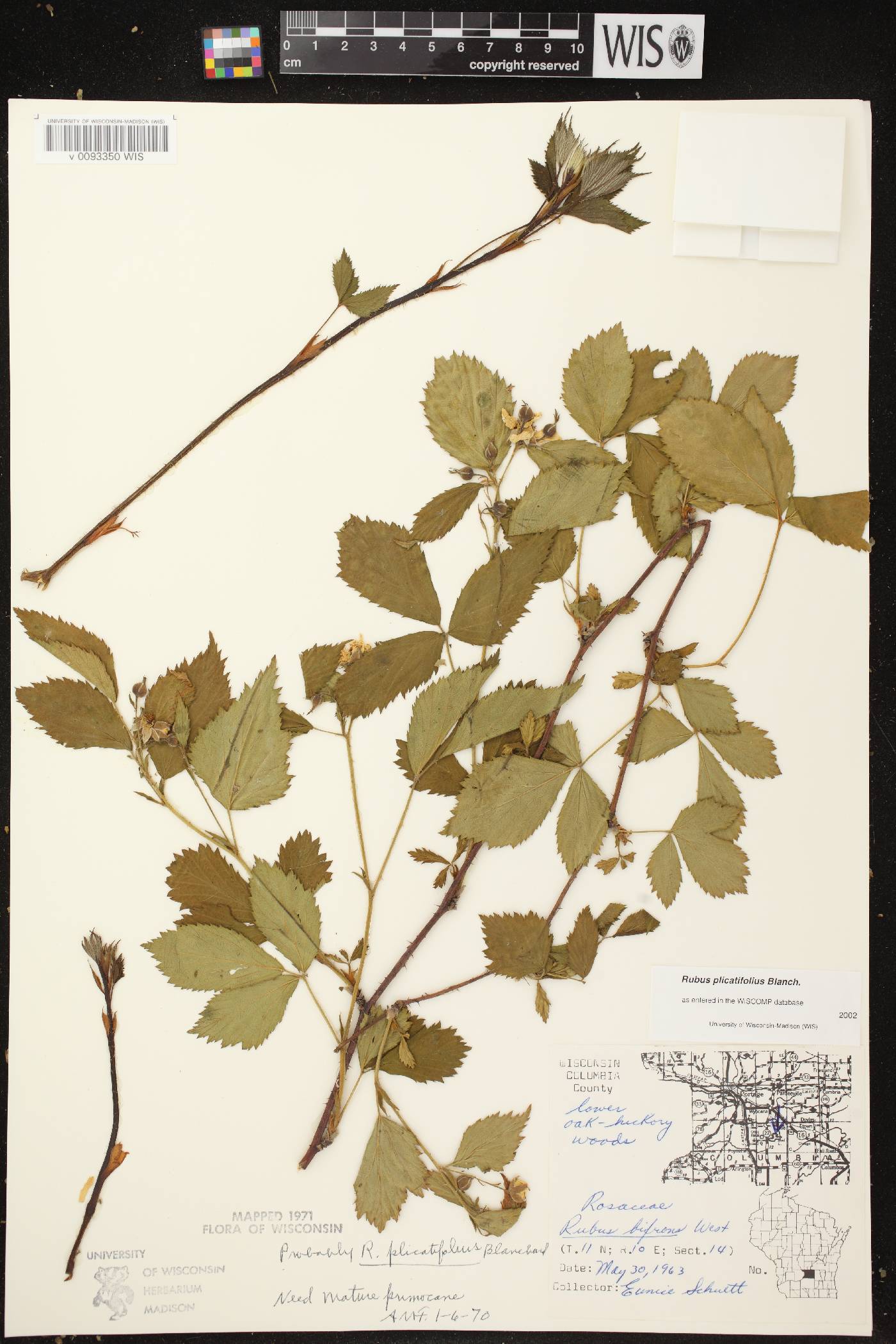 Rubus flagellaris image