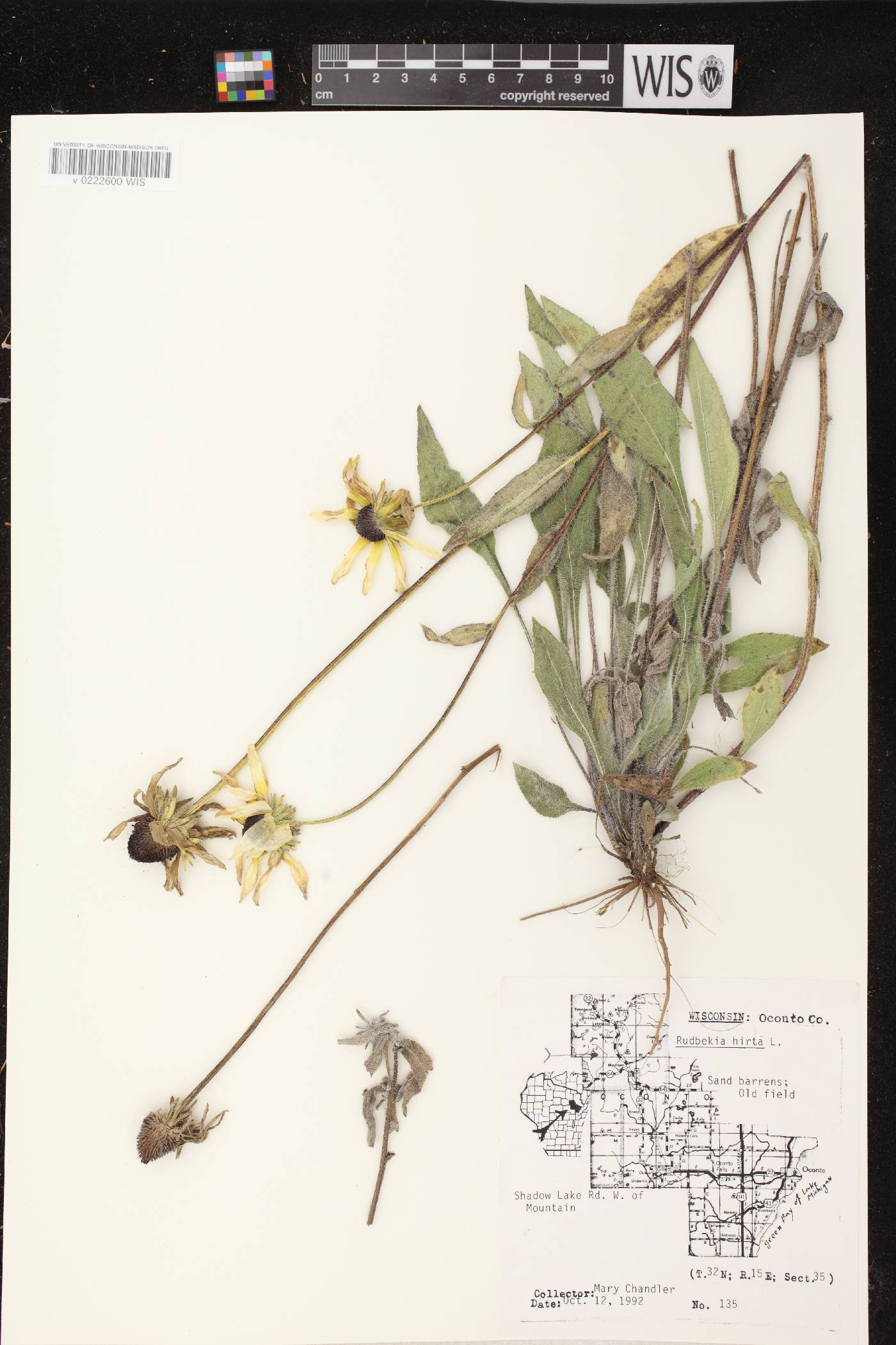 Rudbeckia hirta image