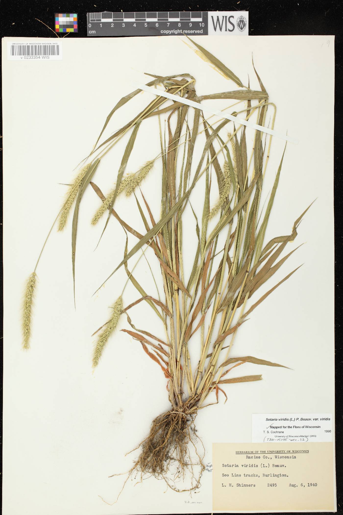 Setaria viridis var. viridis image