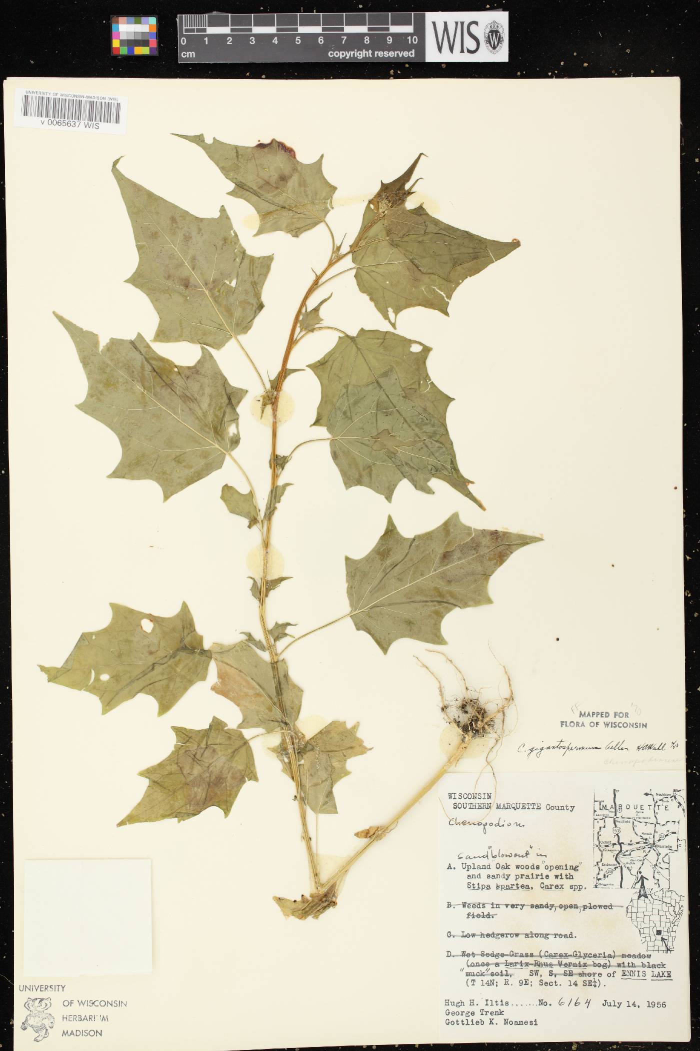 Chenopodium simplex image