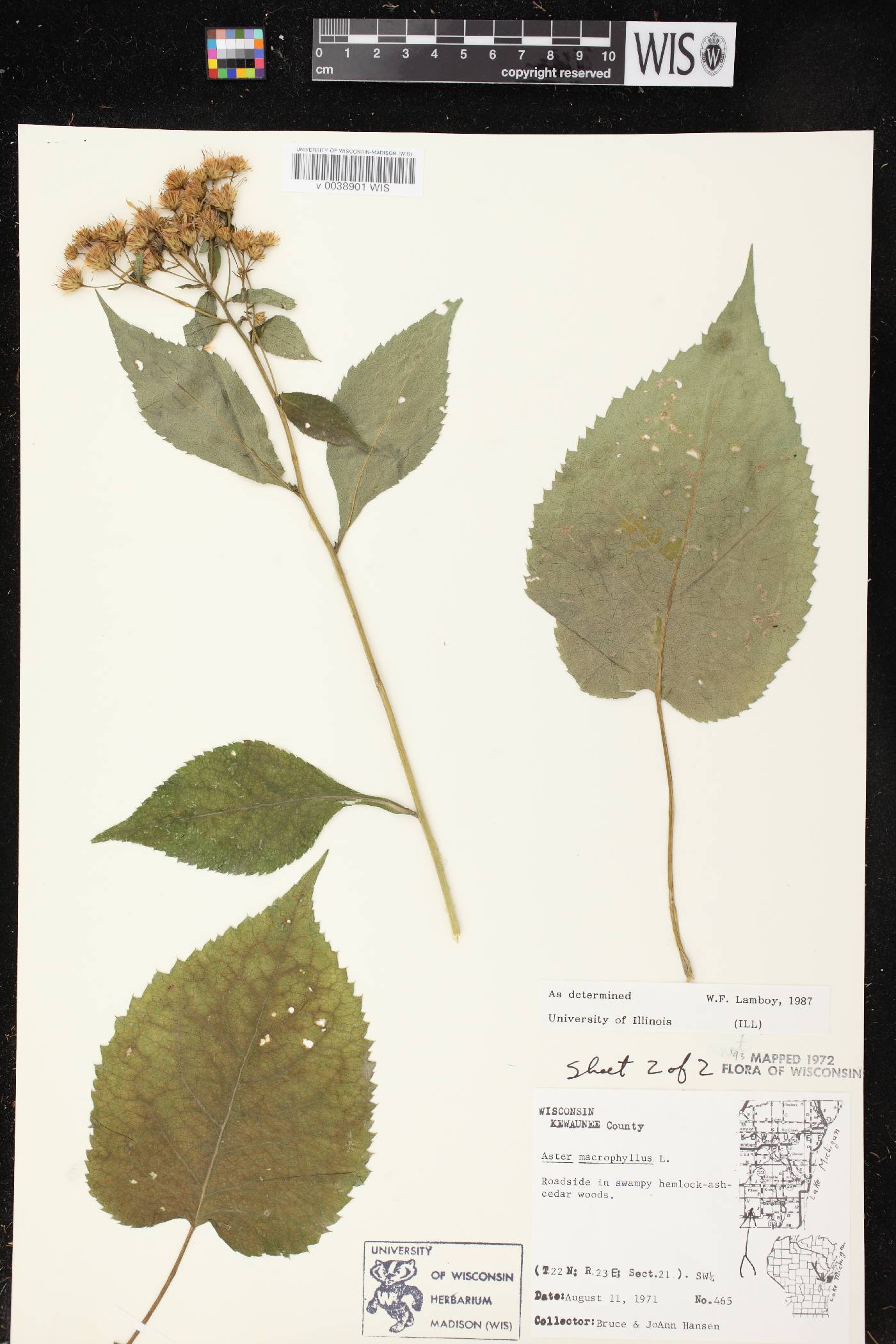 Eurybia macrophylla image