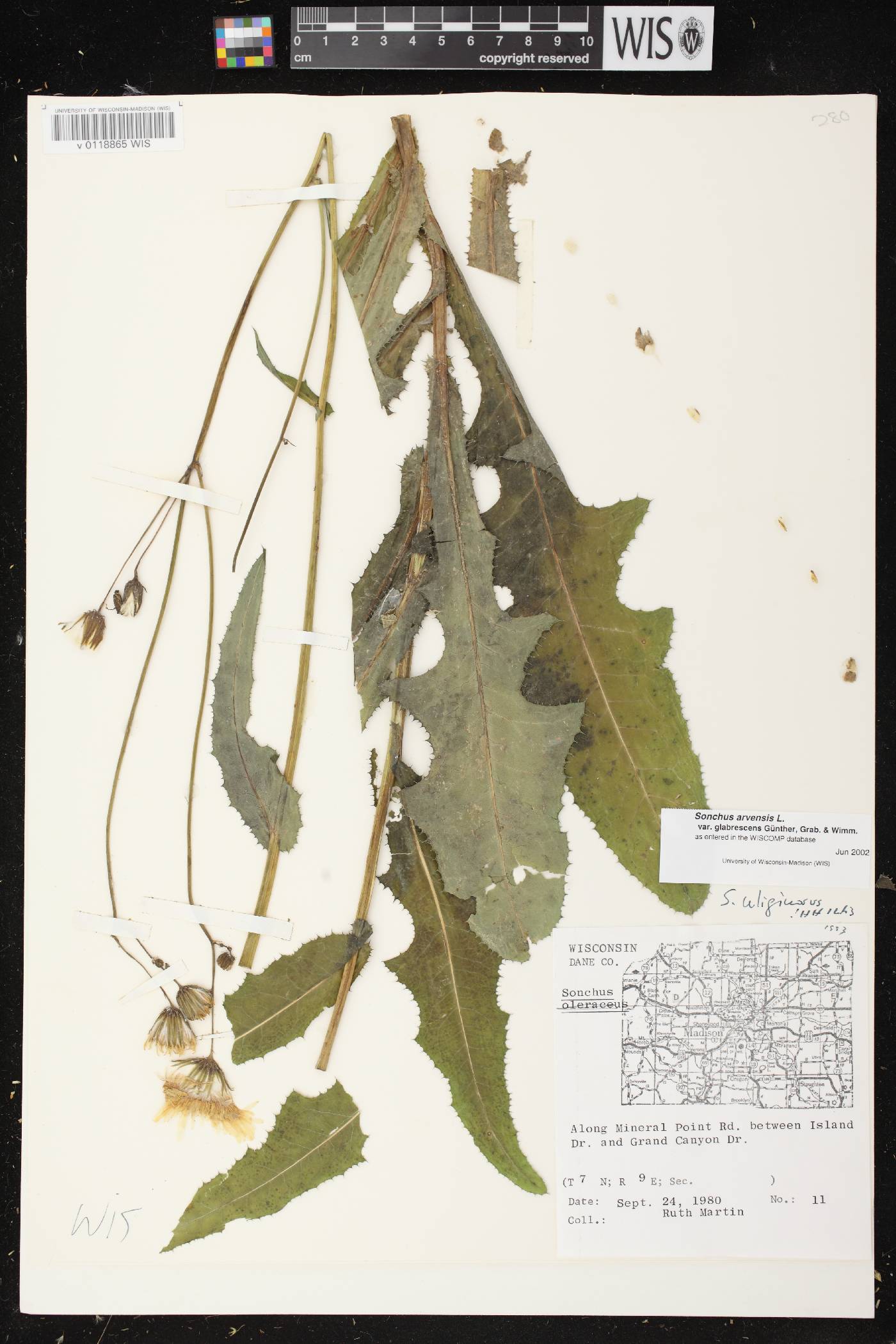 Sonchus arvensis image