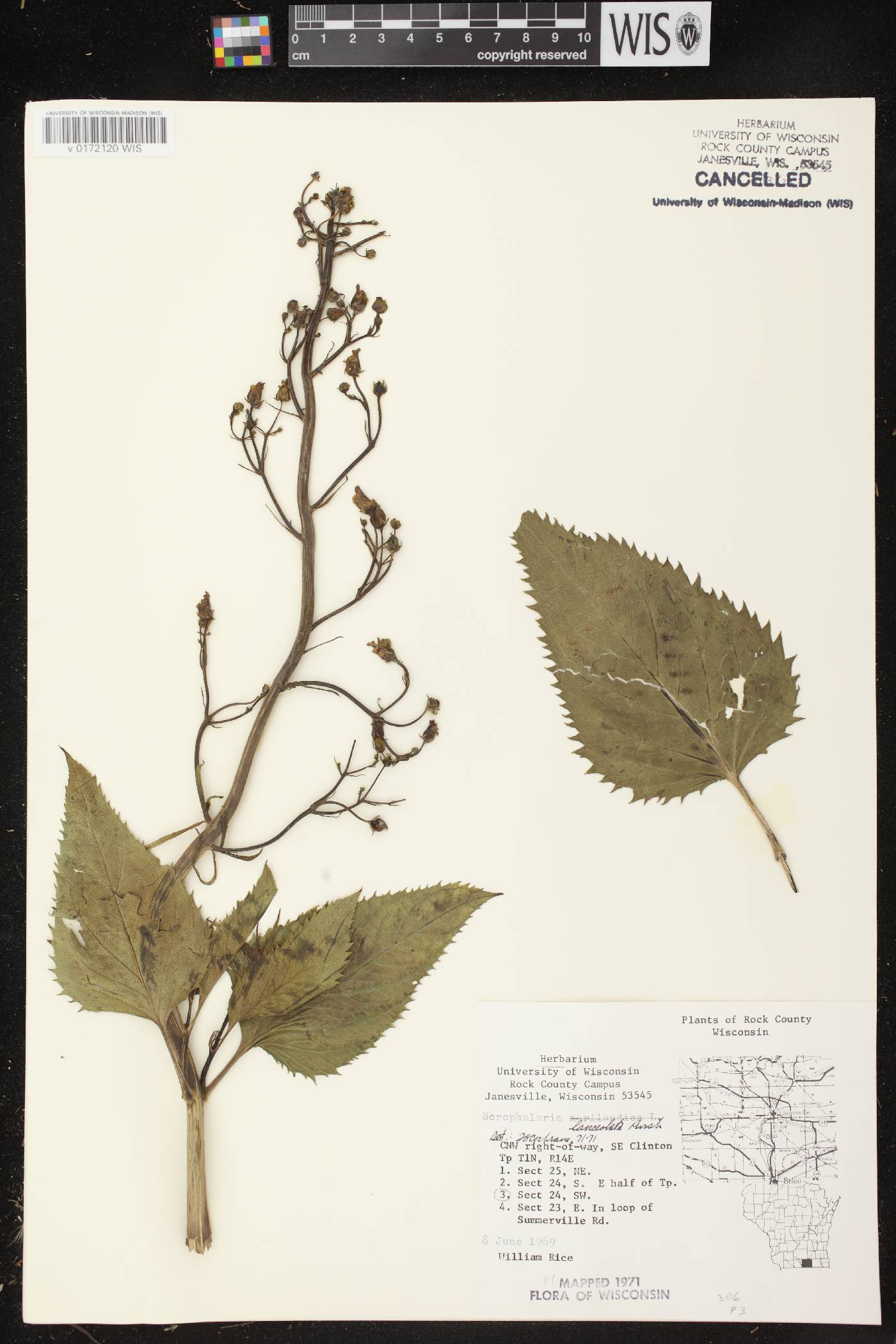 Scrophularia lanceolata image