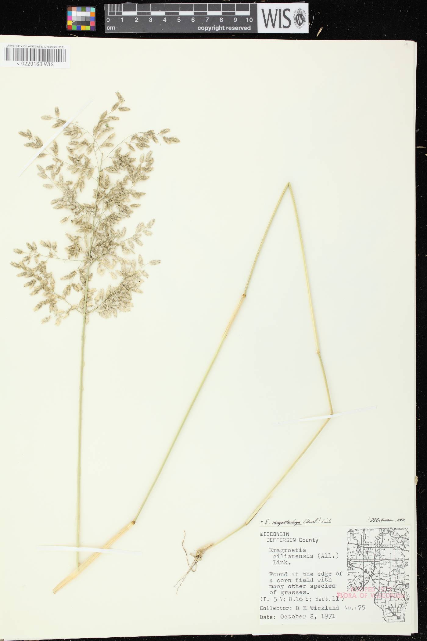 Eragrostis cilianensis image