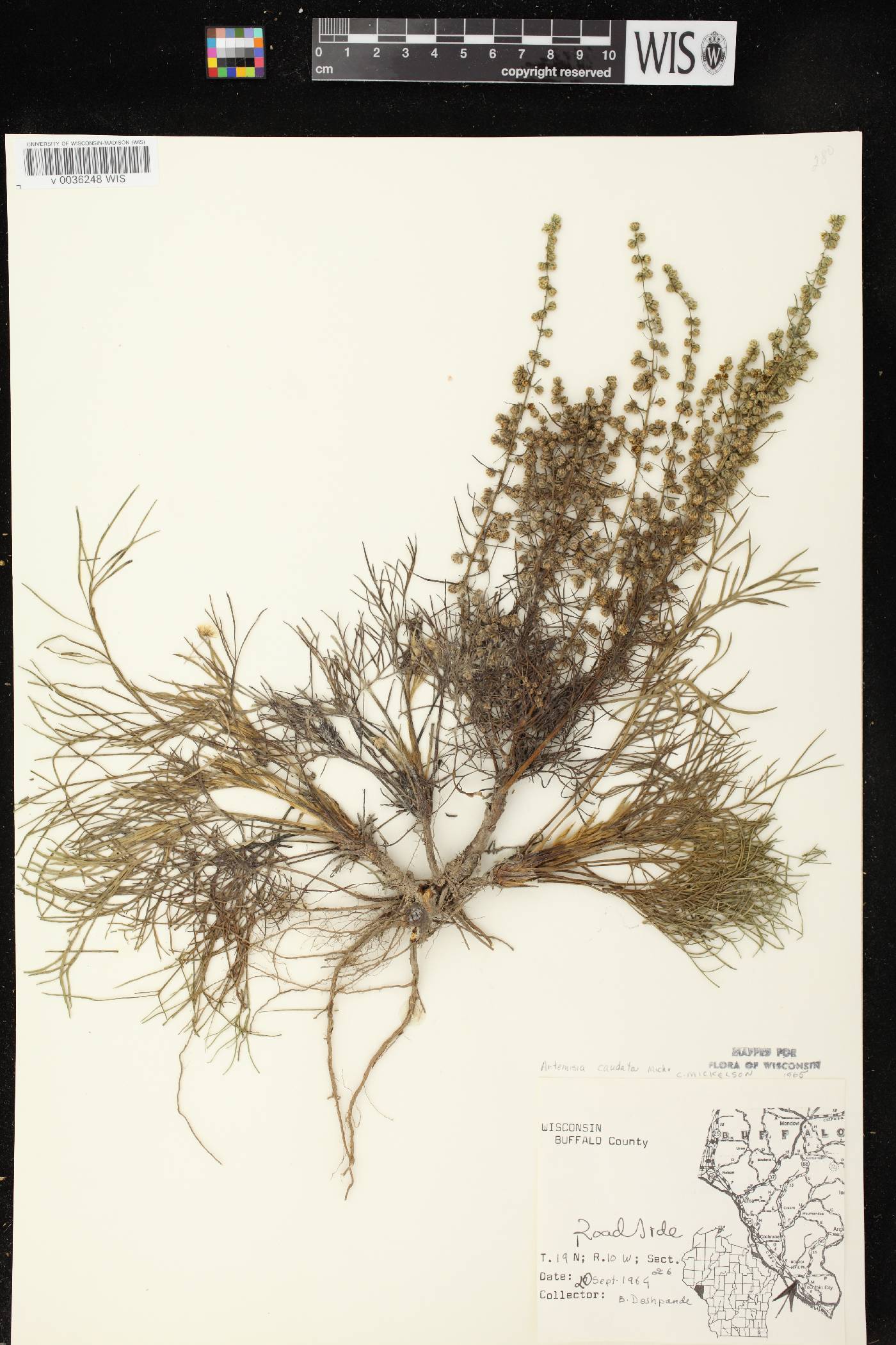 Artemisia campestris image