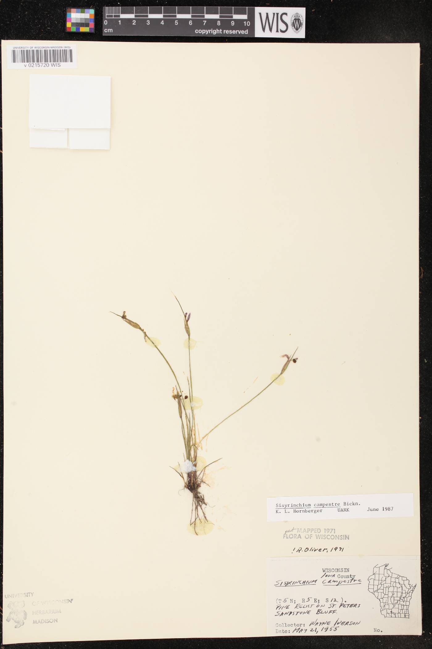 Sisyrinchium campestre image