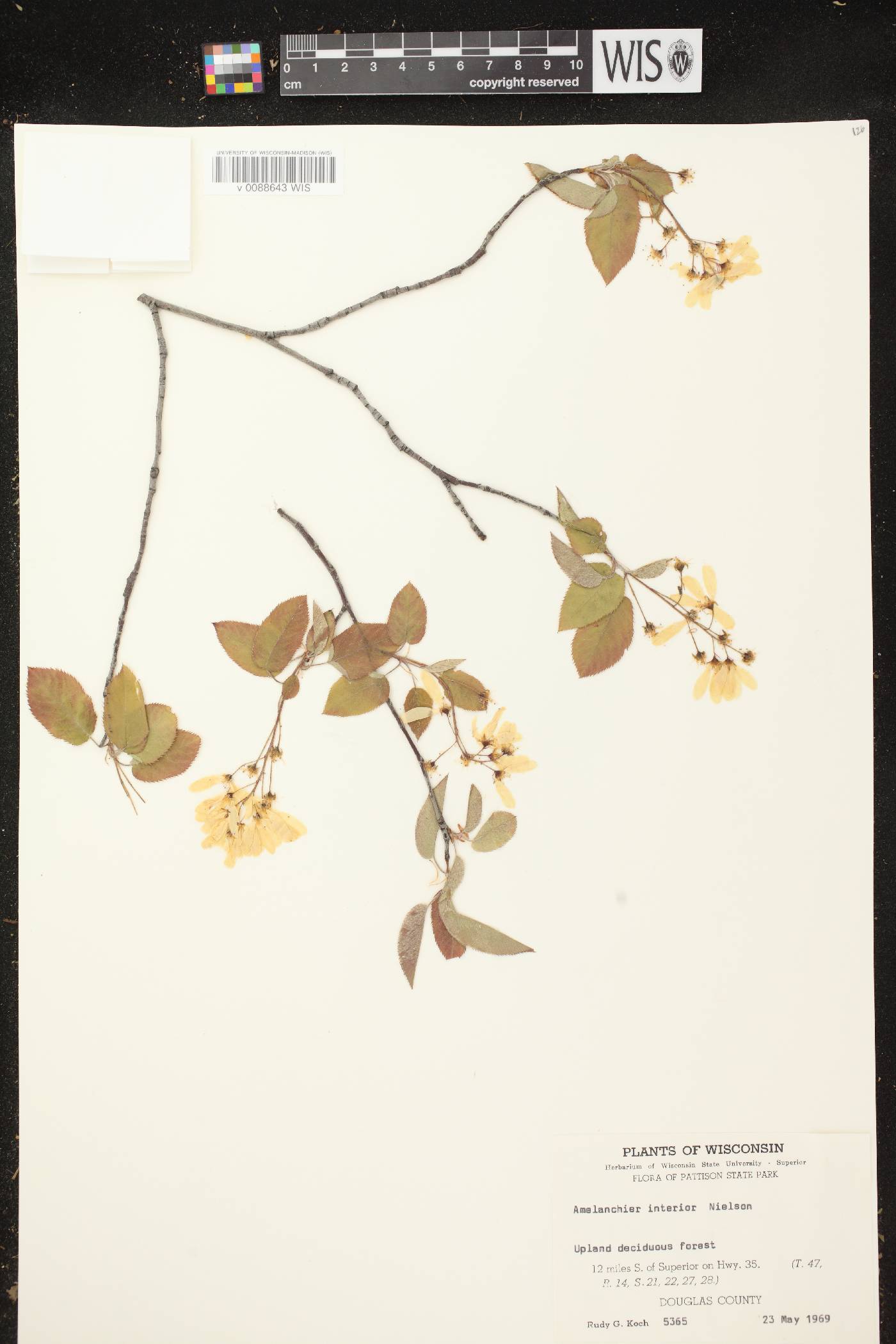 Amelanchier interior image