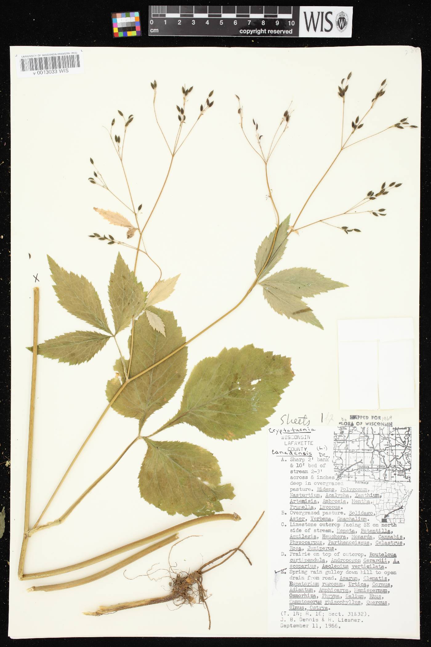 Cryptotaenia canadensis image