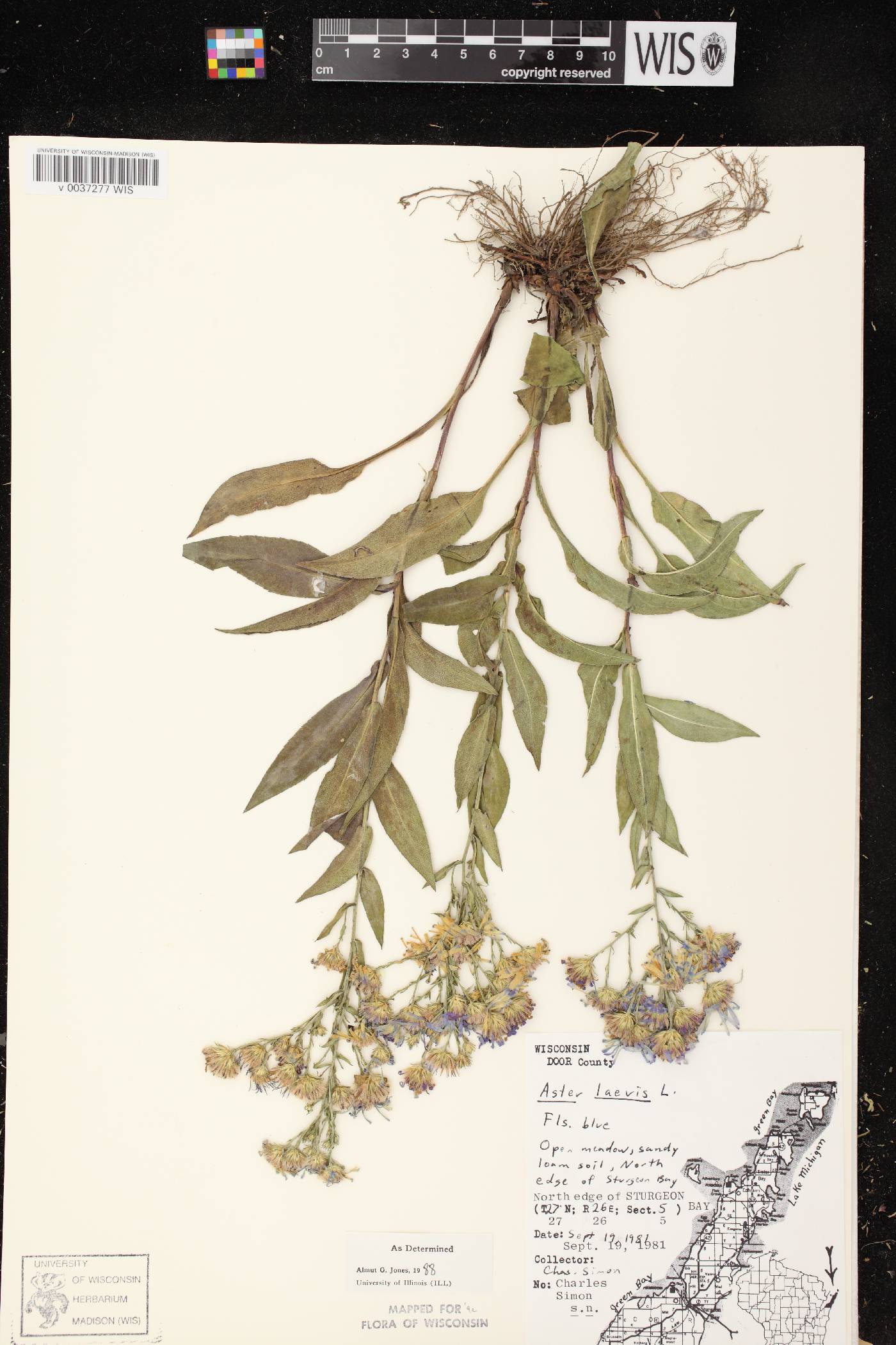 Symphyotrichum laeve image