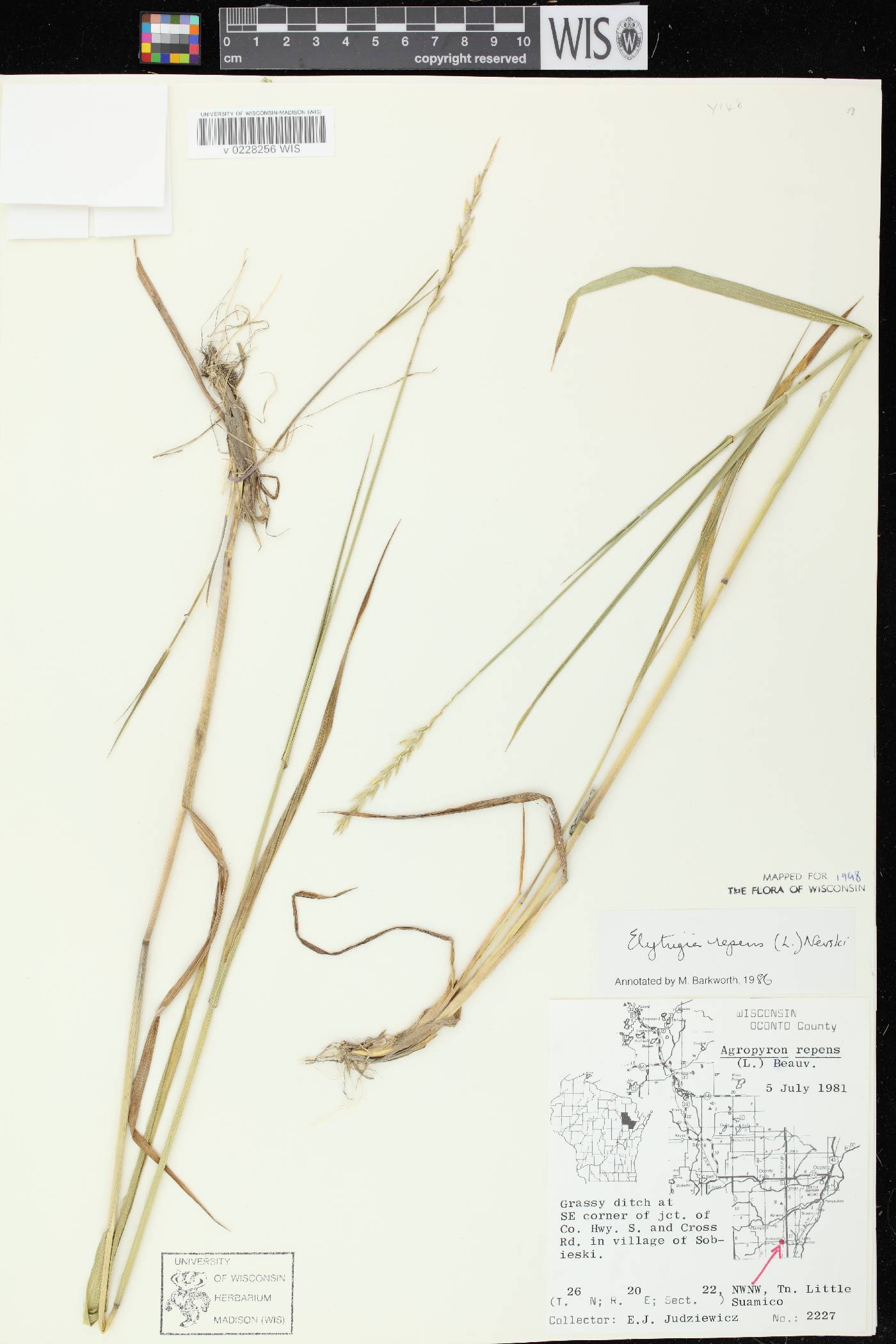 Elymus repens image