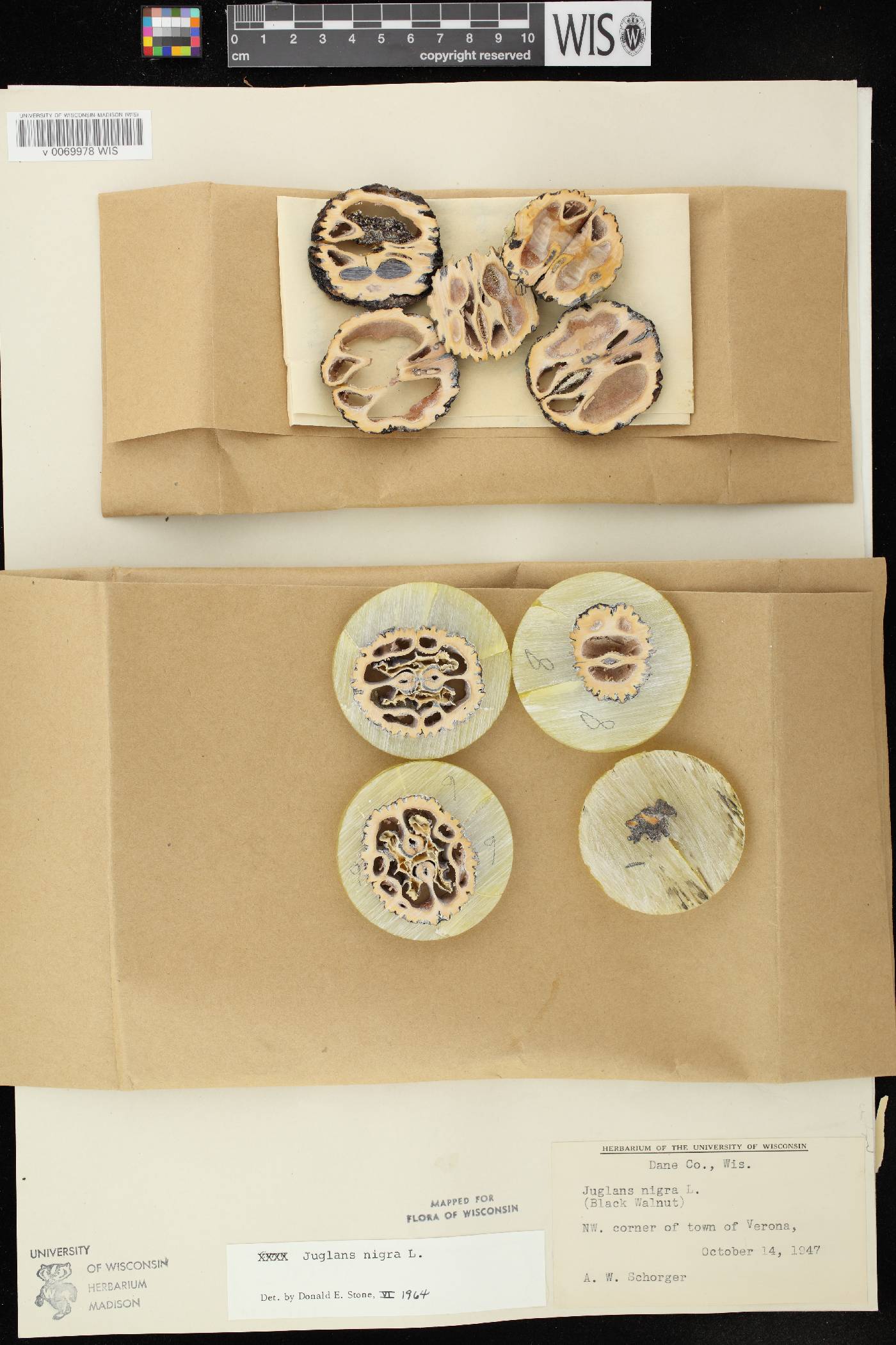 Juglans nigra image