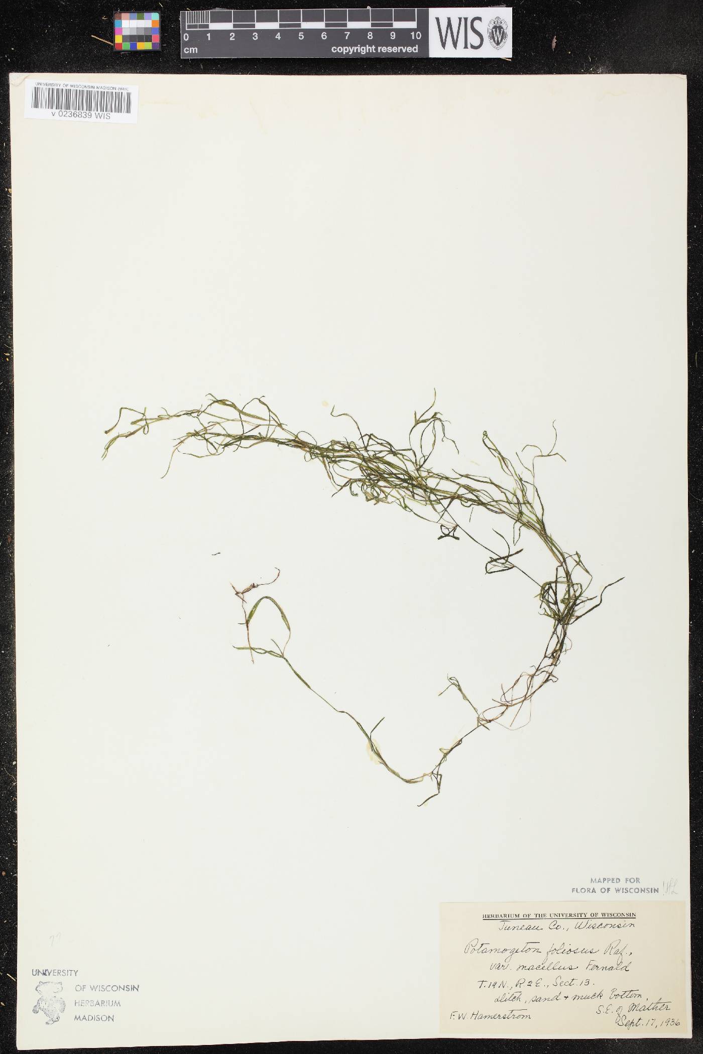 Potamogeton foliosus subsp. foliosus image
