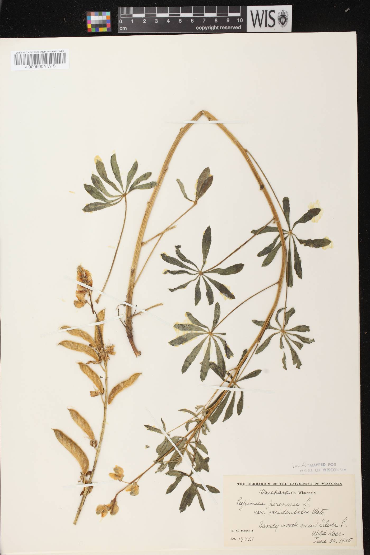 Lupinus perennis var. occidentalis image