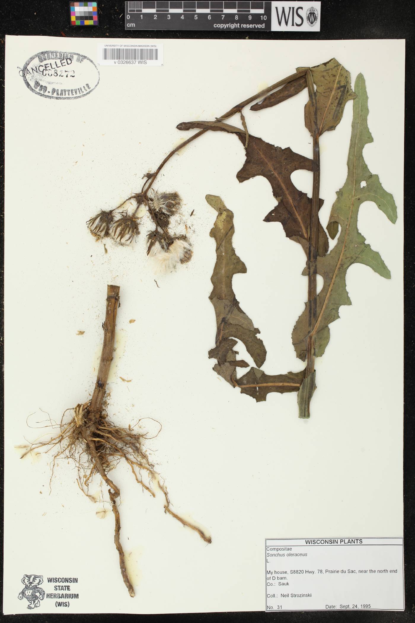 Sonchus oleraceus image