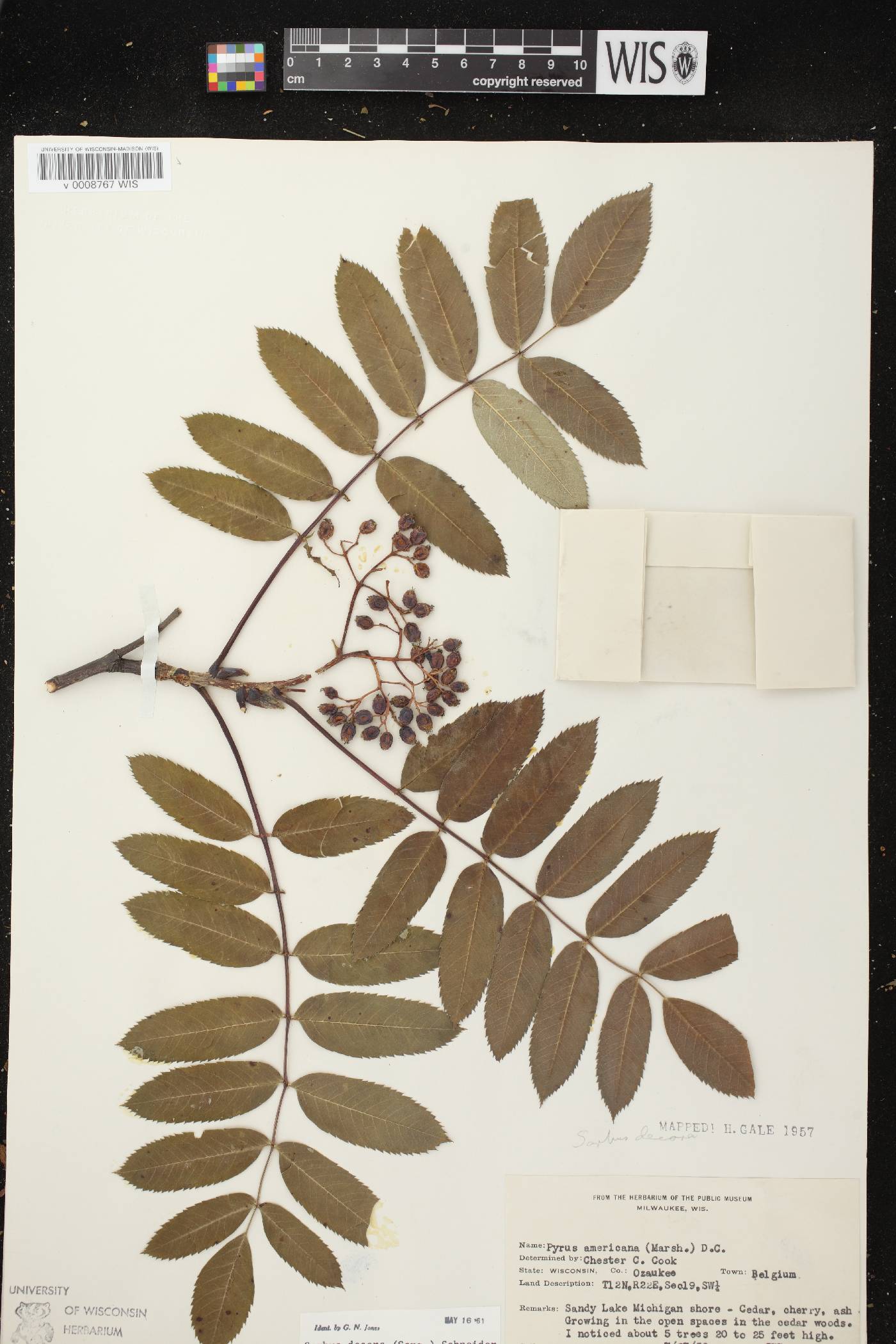 Sorbus decora image