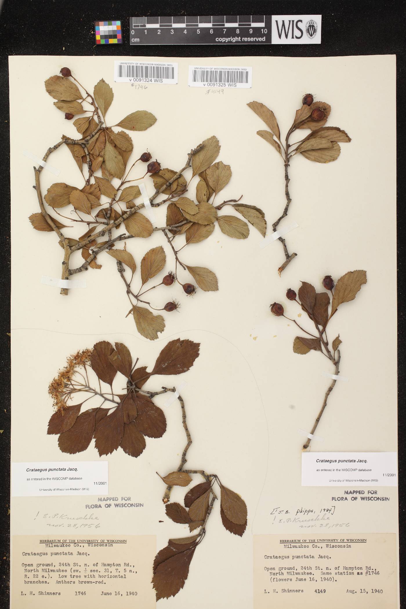 Crataegus punctata image
