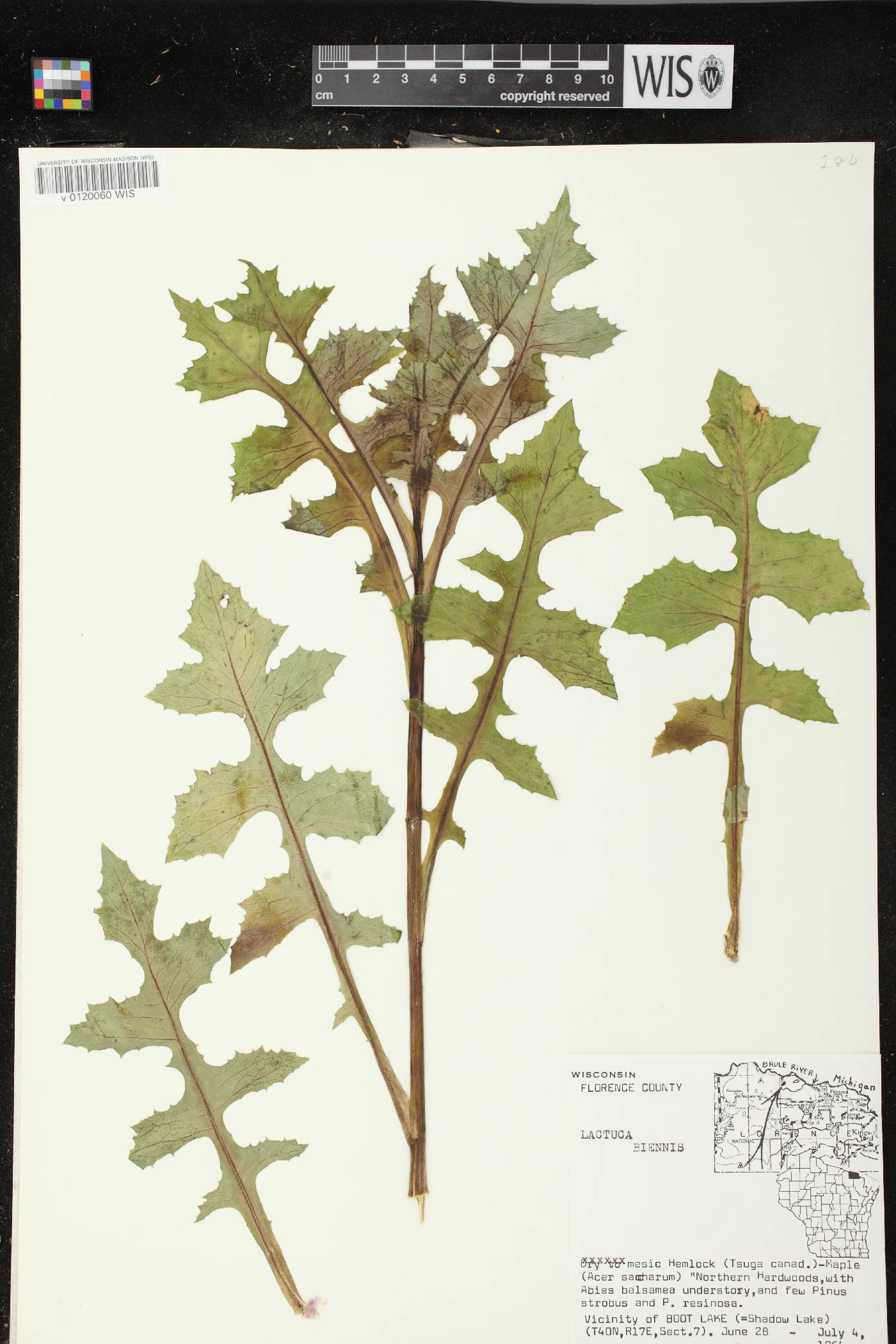Lactuca biennis image