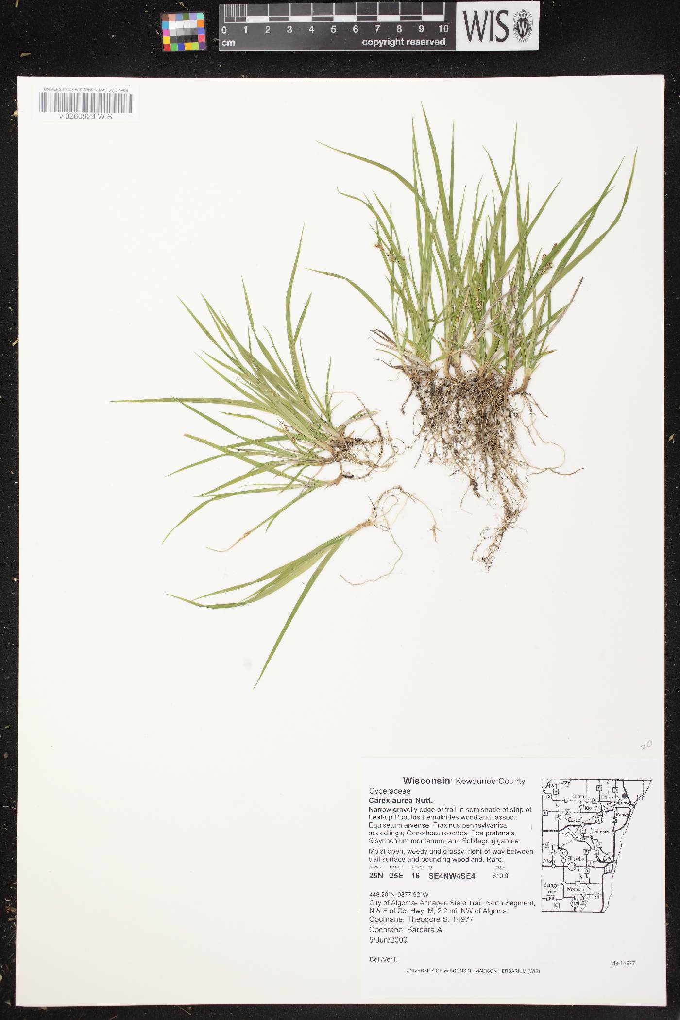 Carex aurea image