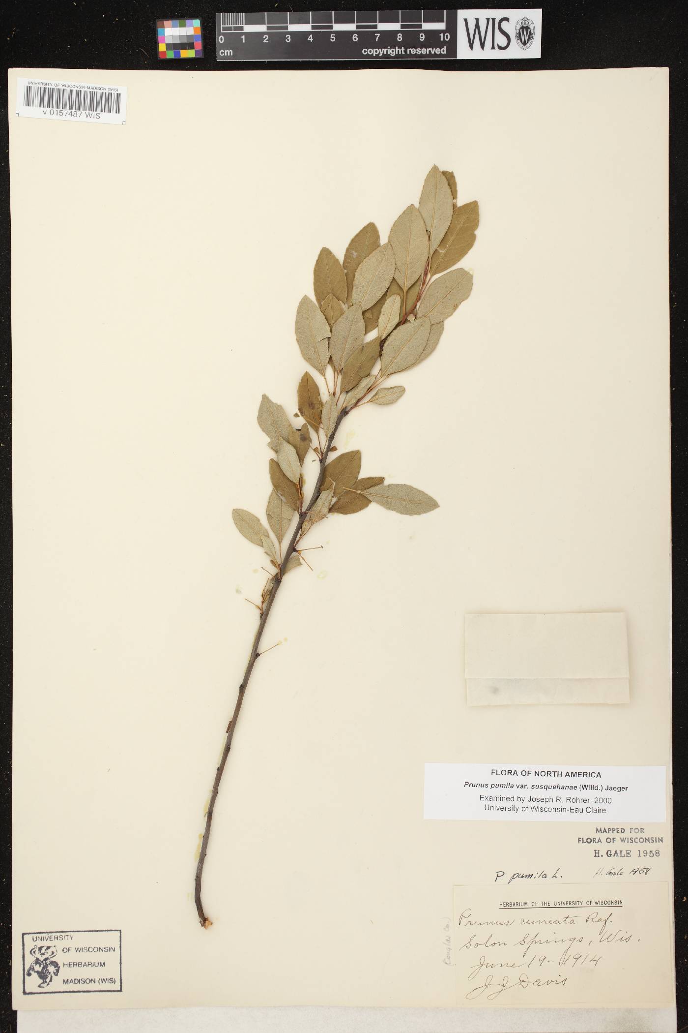 Prunus pumila image