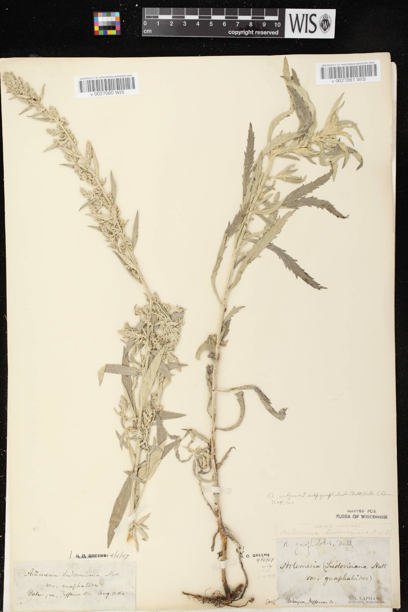 Artemisia ludoviciana image