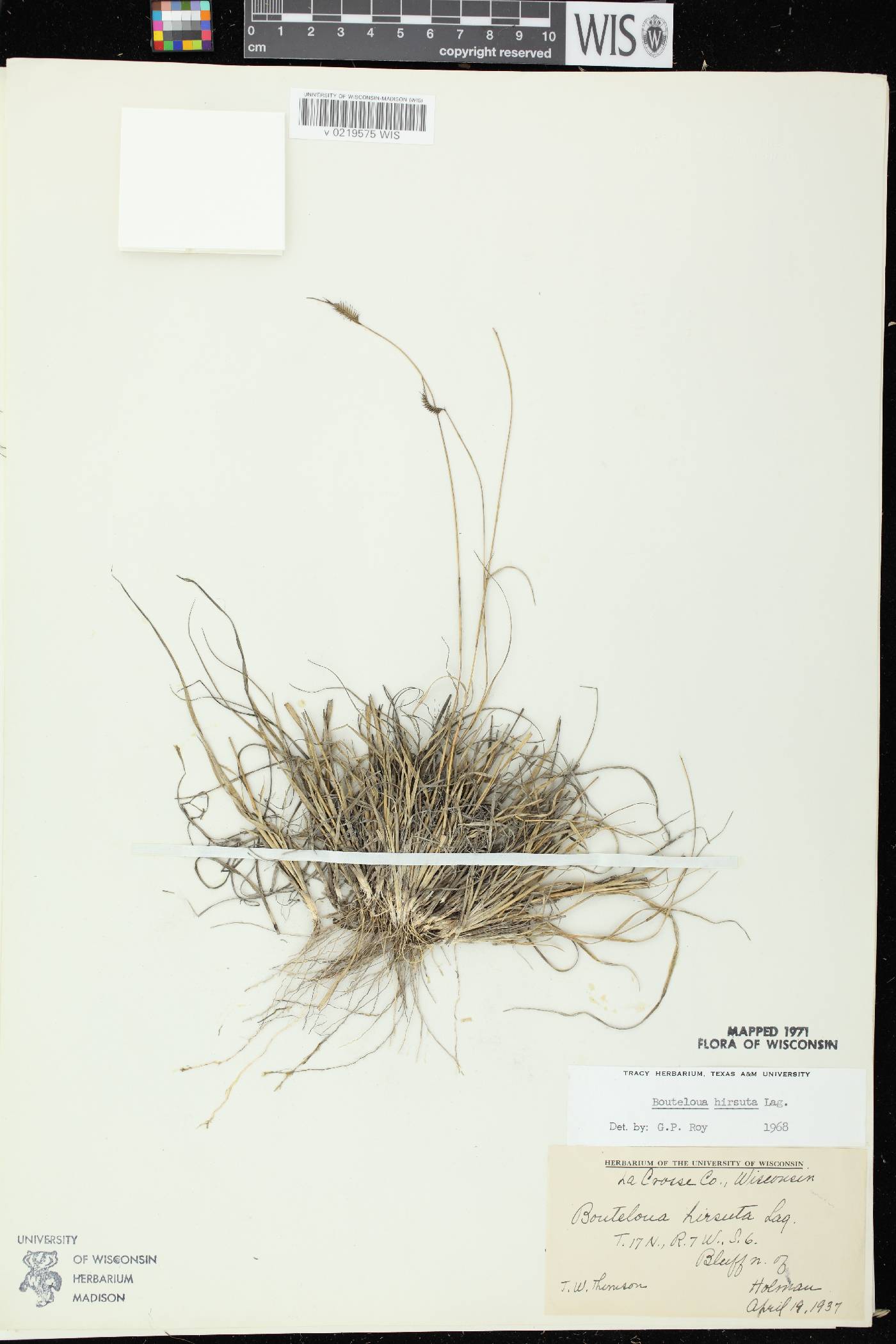 Bouteloua hirsuta subsp. hirsuta image